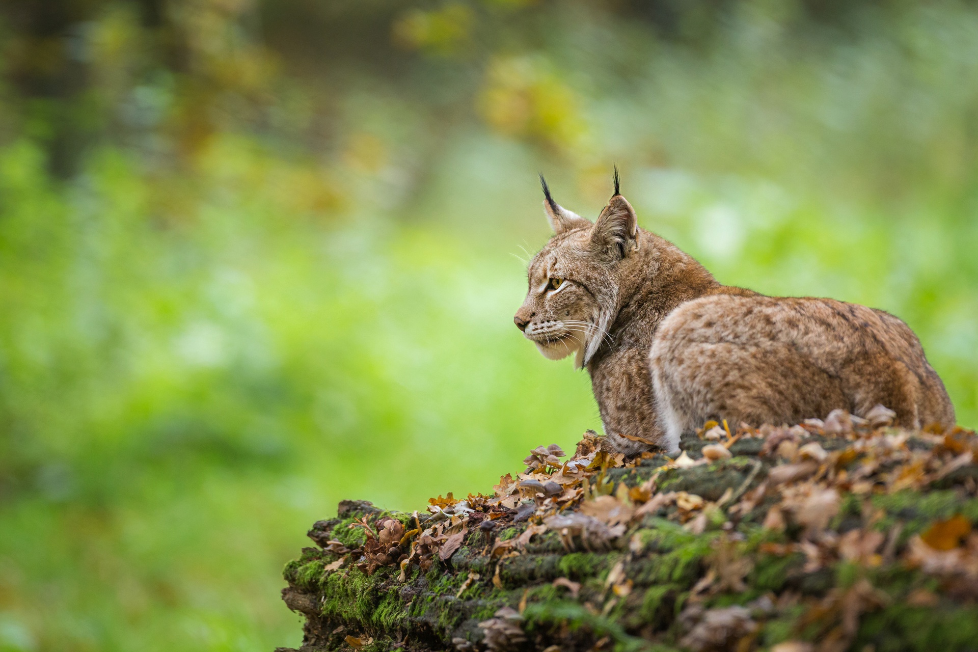 Descarga gratis la imagen Animales, Gatos, Lince en el escritorio de tu PC