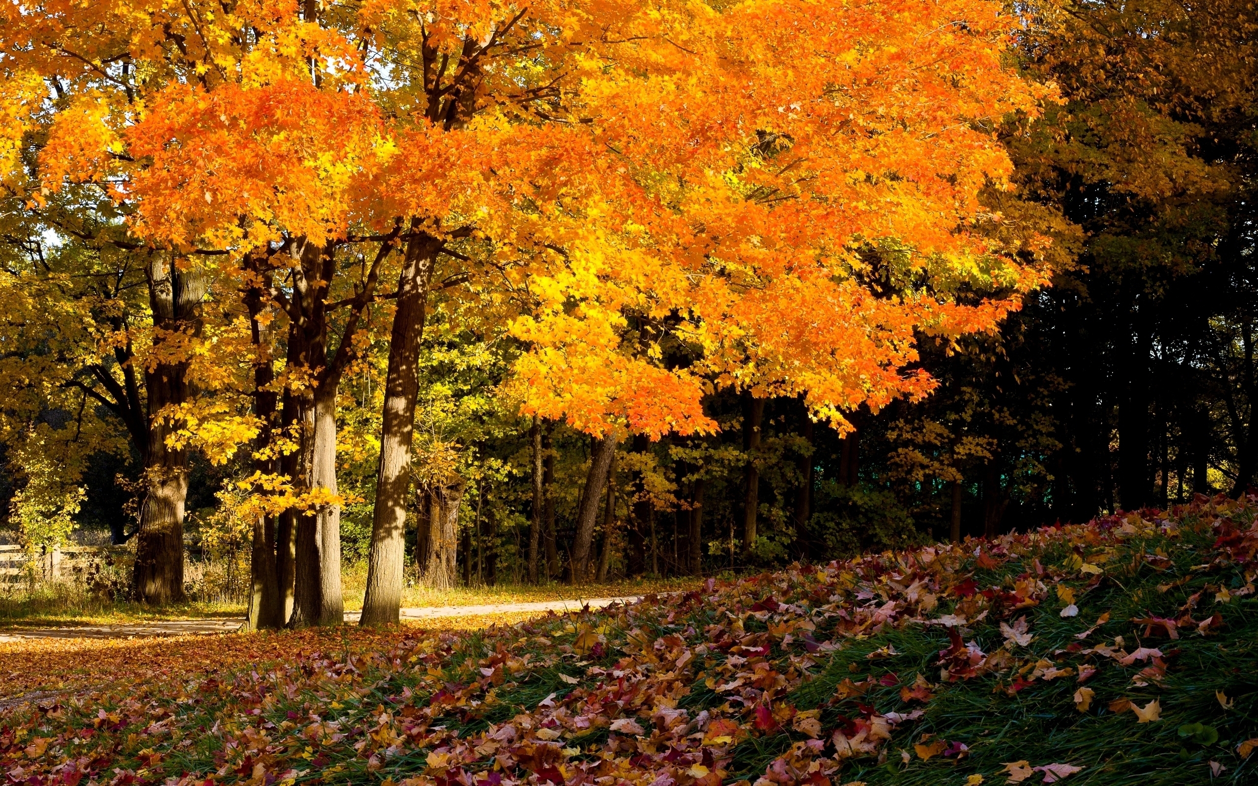 Baixar papel de parede para celular de Outono, Paisagem, Árvores gratuito.