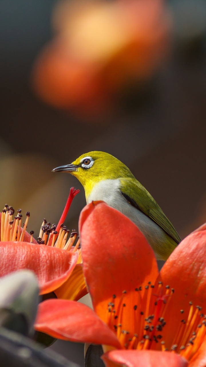 Download mobile wallpaper Birds, Bird, Close Up, Animal, Orange Flower, White Eye for free.