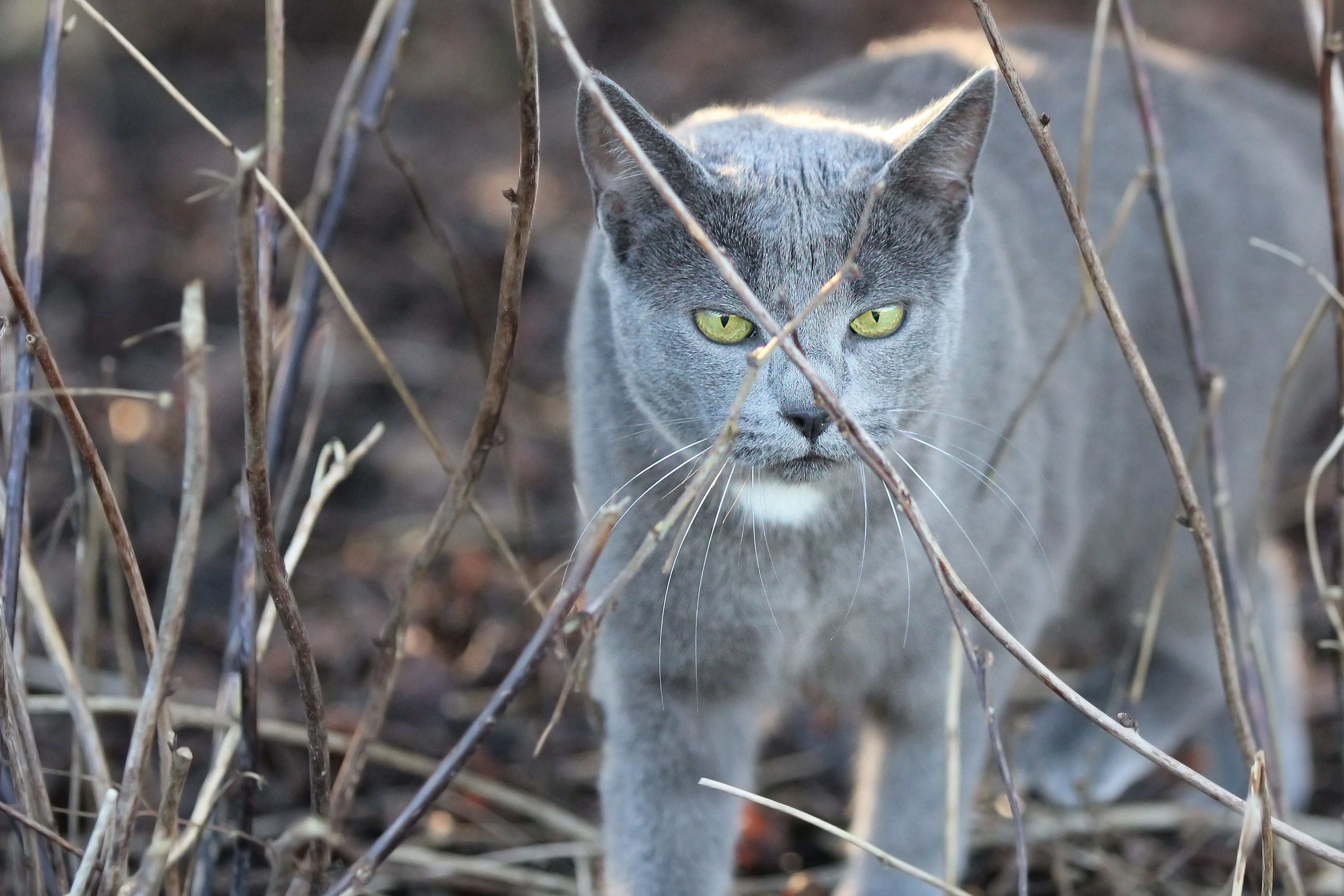 Descarga gratuita de fondo de pantalla para móvil de Gato, Gatos, Animales.