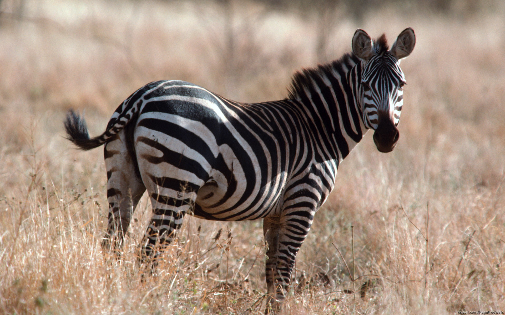 Baixe gratuitamente a imagem Animais, Zebra na área de trabalho do seu PC