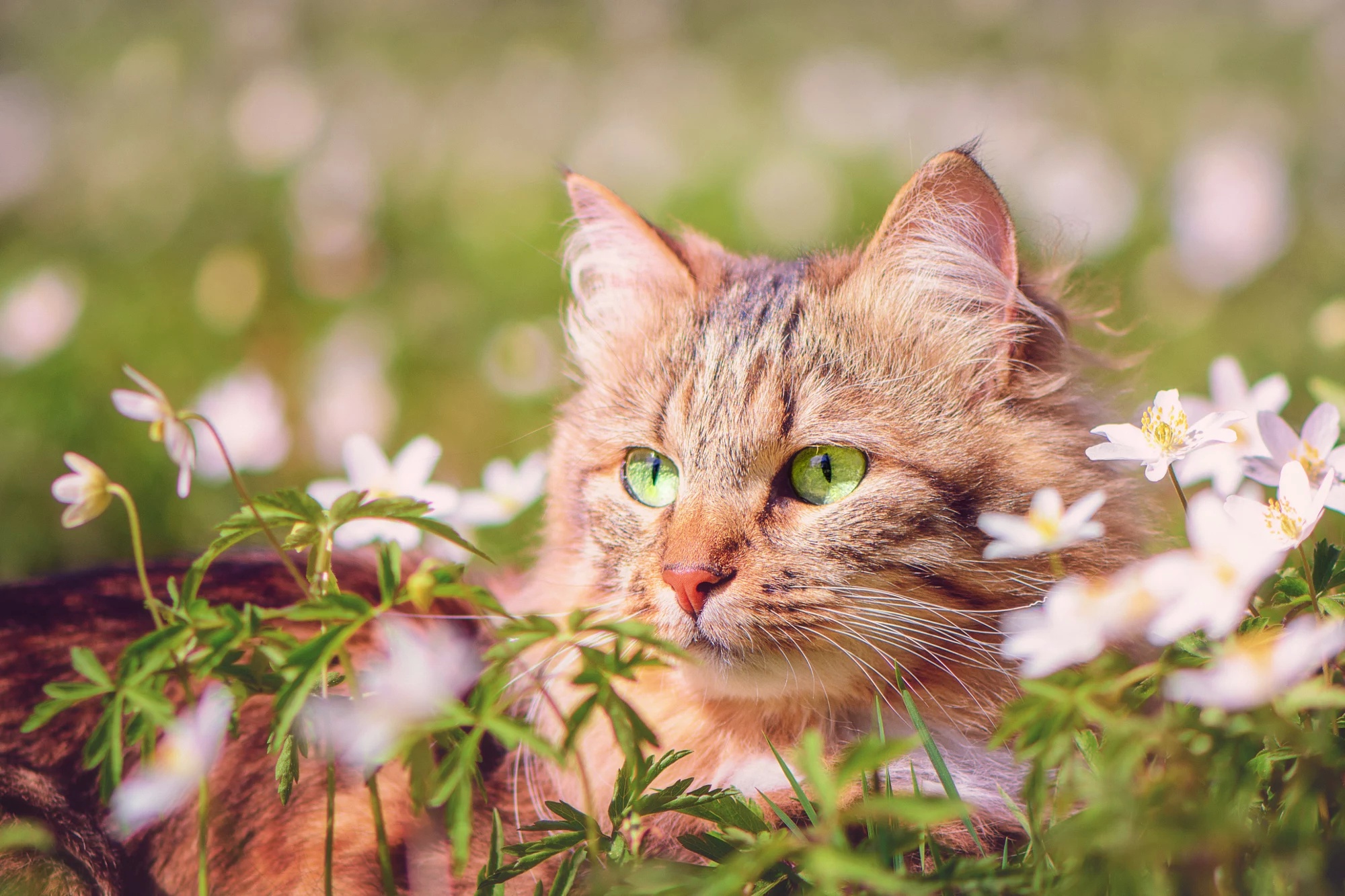 Téléchargez gratuitement l'image Animaux, Chats, Chat sur le bureau de votre PC