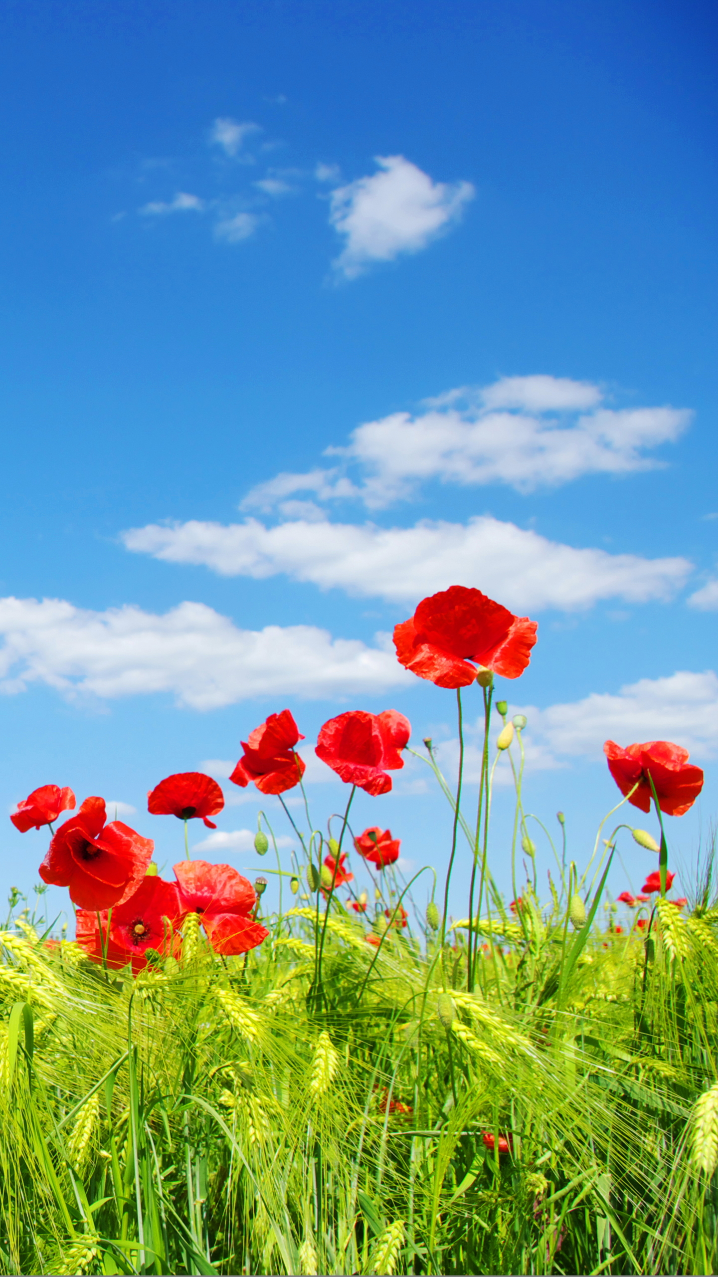 Laden Sie das Natur, Blumen, Mohn, Sommer, Weizen, Blume, Feld, Himmel, Rote Blume, Erde/natur, Aufstellen-Bild kostenlos auf Ihren PC-Desktop herunter