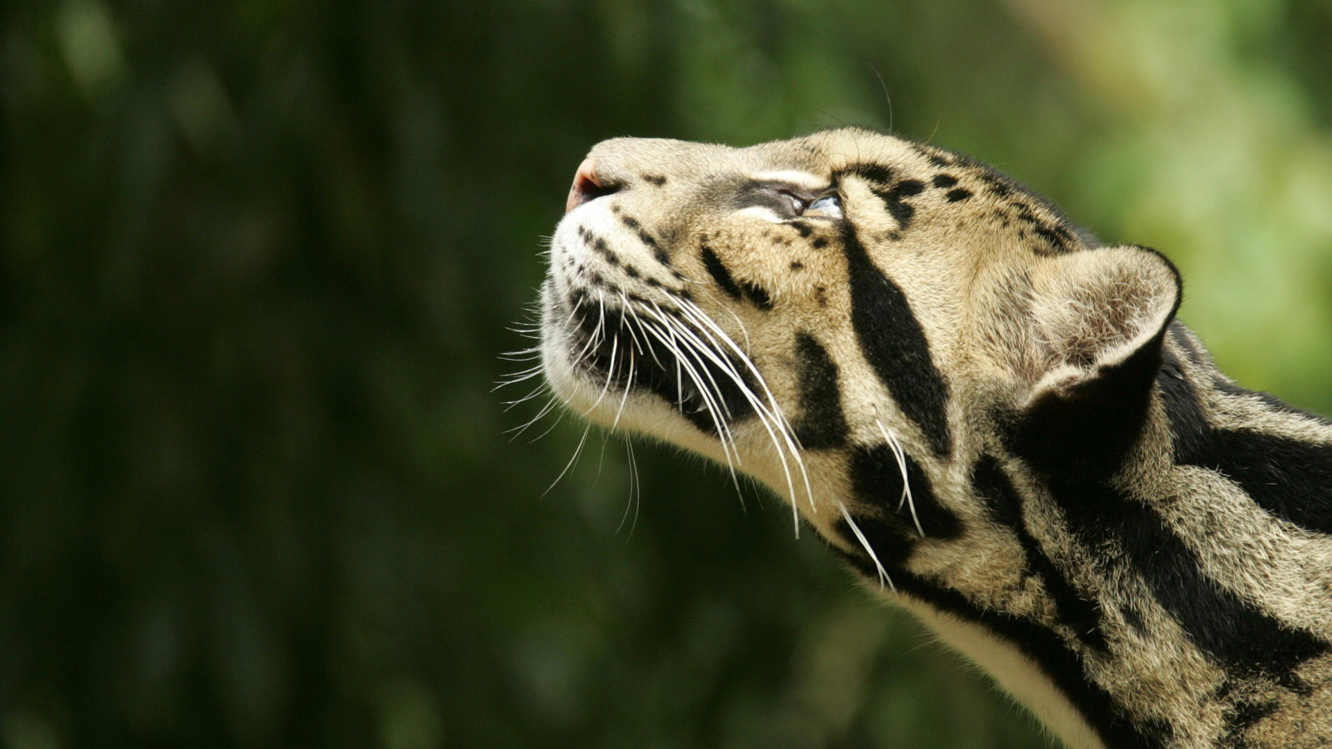 animal, clouded leopard