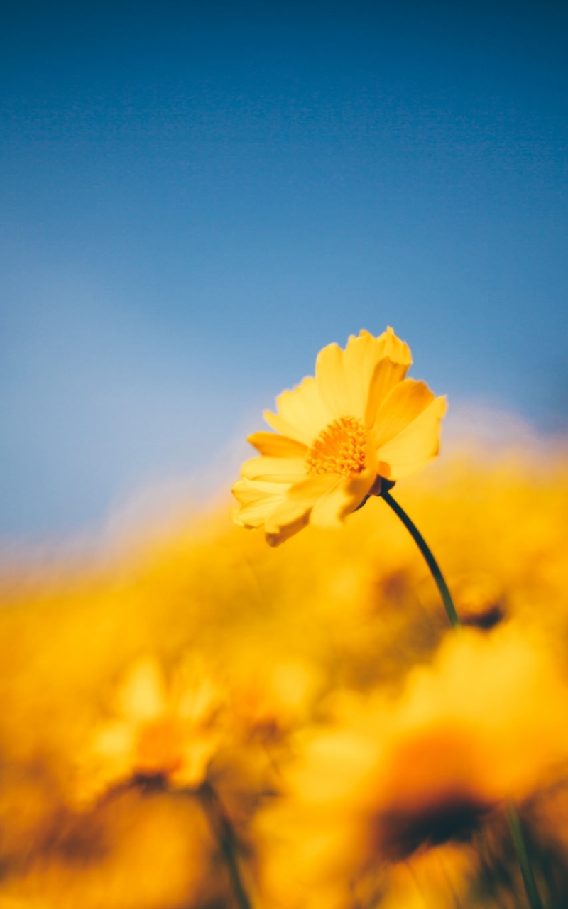 Download mobile wallpaper Nature, Flowers, Flower, Blur, Earth, Yellow Flower for free.