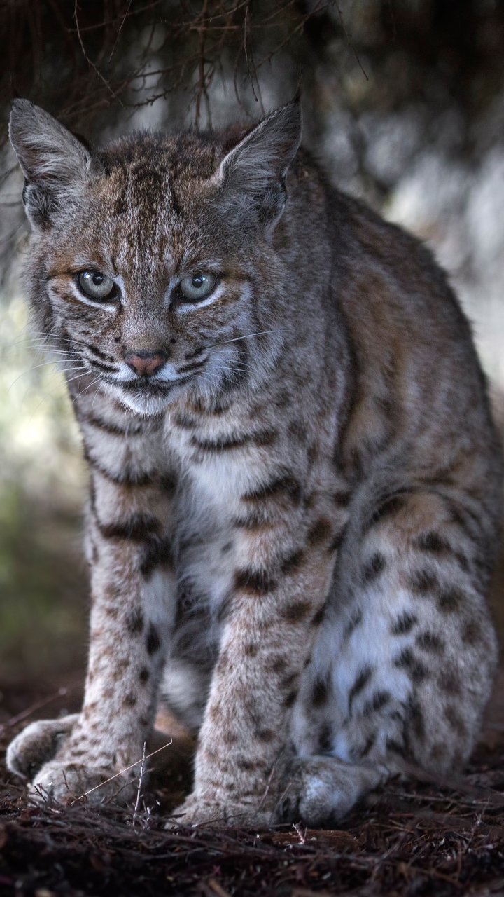 Handy-Wallpaper Tiere, Katzen, Luchs kostenlos herunterladen.