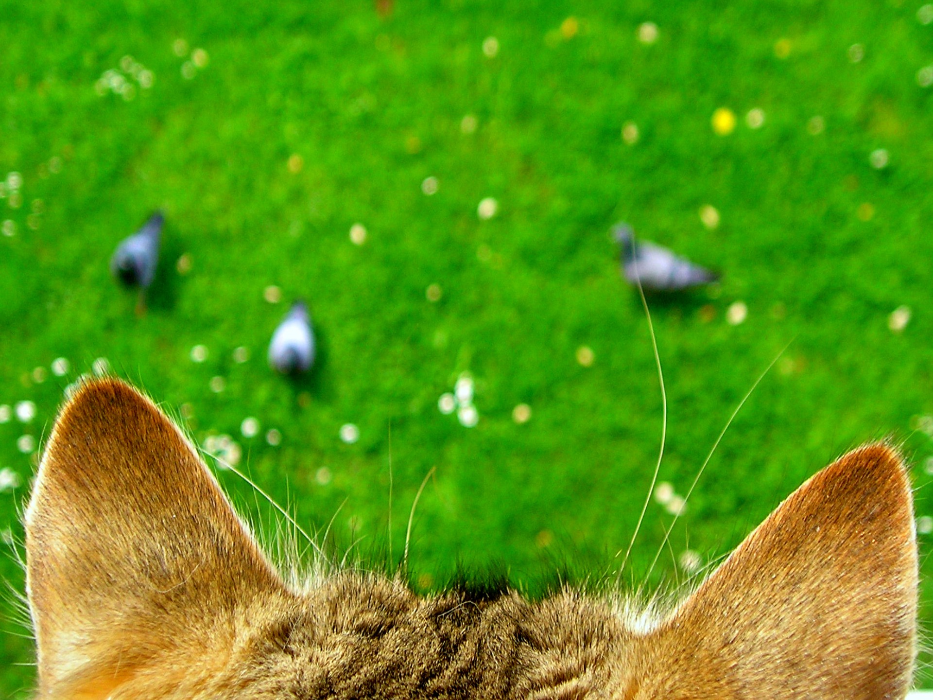 Handy-Wallpaper Tiere, Katzen, Katze kostenlos herunterladen.