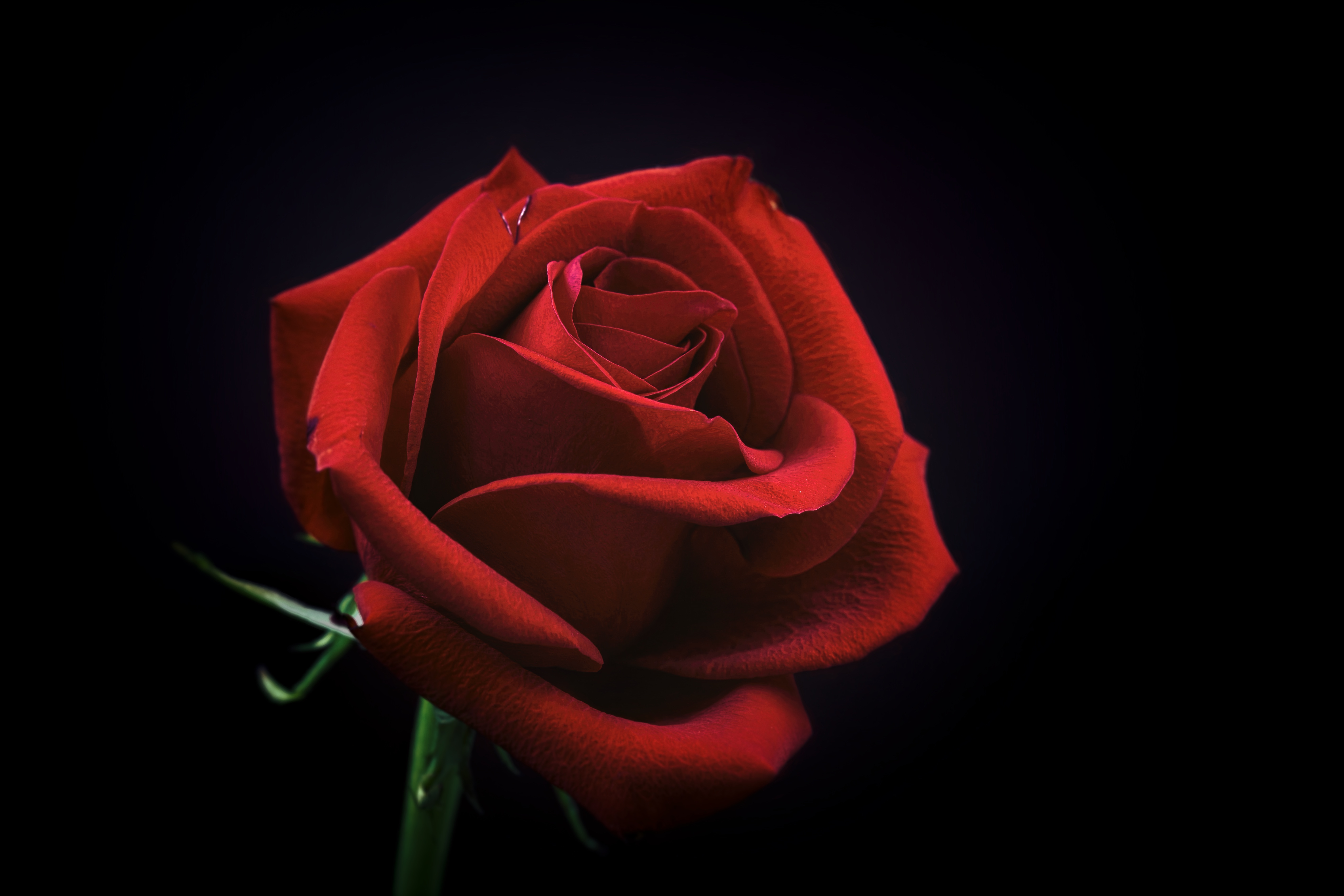 Free download wallpaper Rose, Bud, Flowers, Rose Flower, Petals, Black Background on your PC desktop