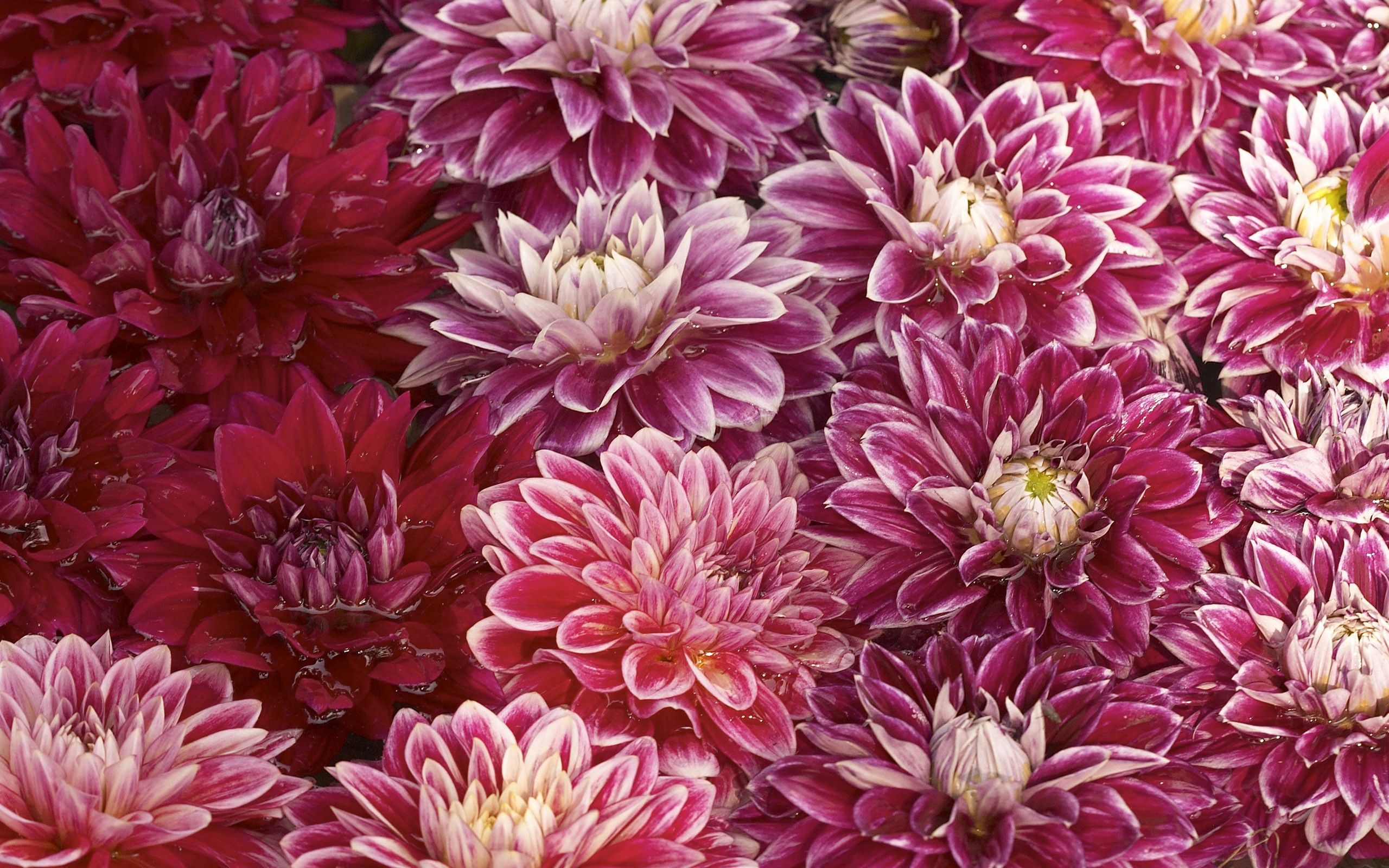 Handy-Wallpaper Chrysantheme, Schwimmen, Blumen, Knospen, Wasser kostenlos herunterladen.
