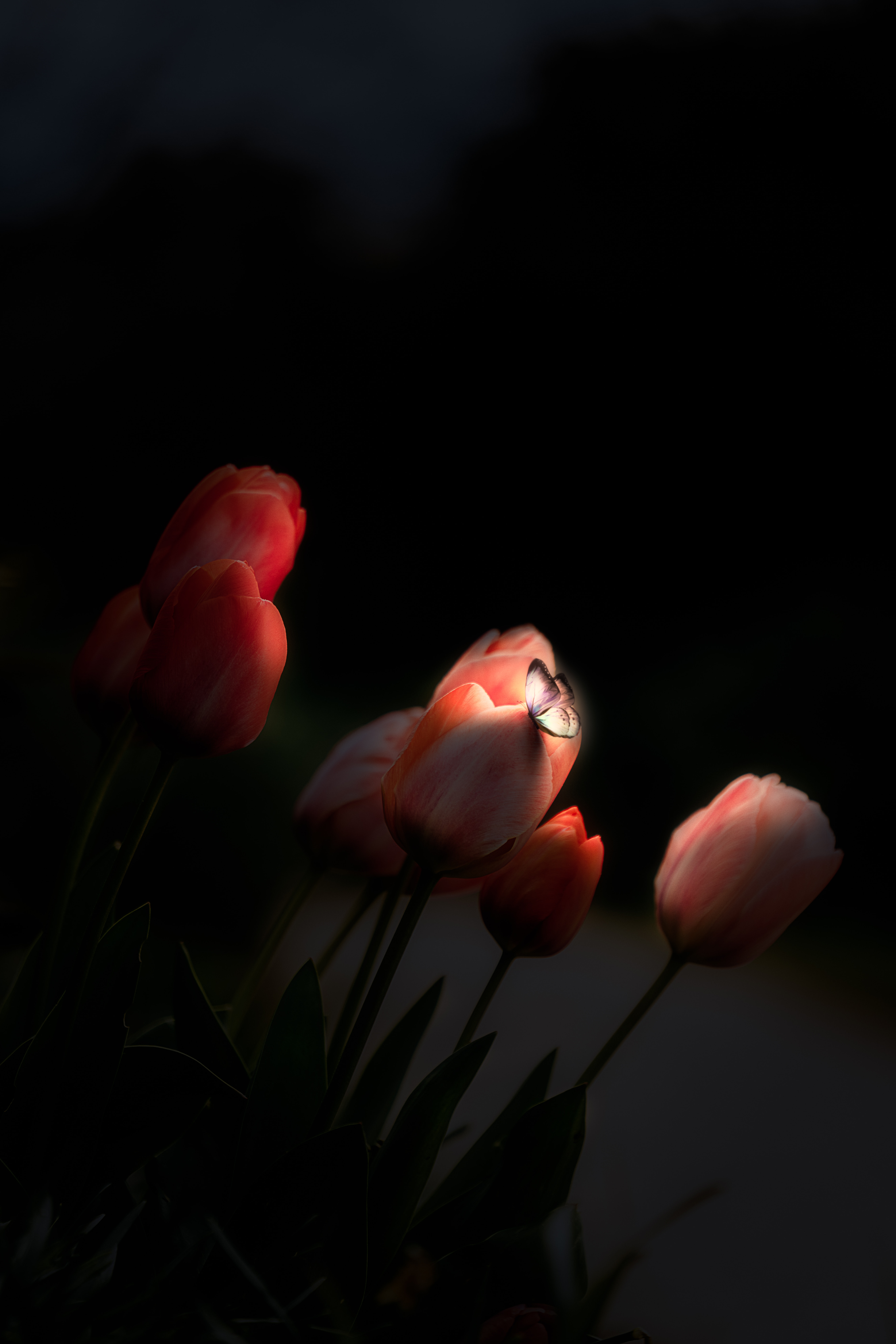 80733 descargar fondo de pantalla tulipanes, flores, noche, oscuro, mariposa, resplandor, resplandecer: protectores de pantalla e imágenes gratis
