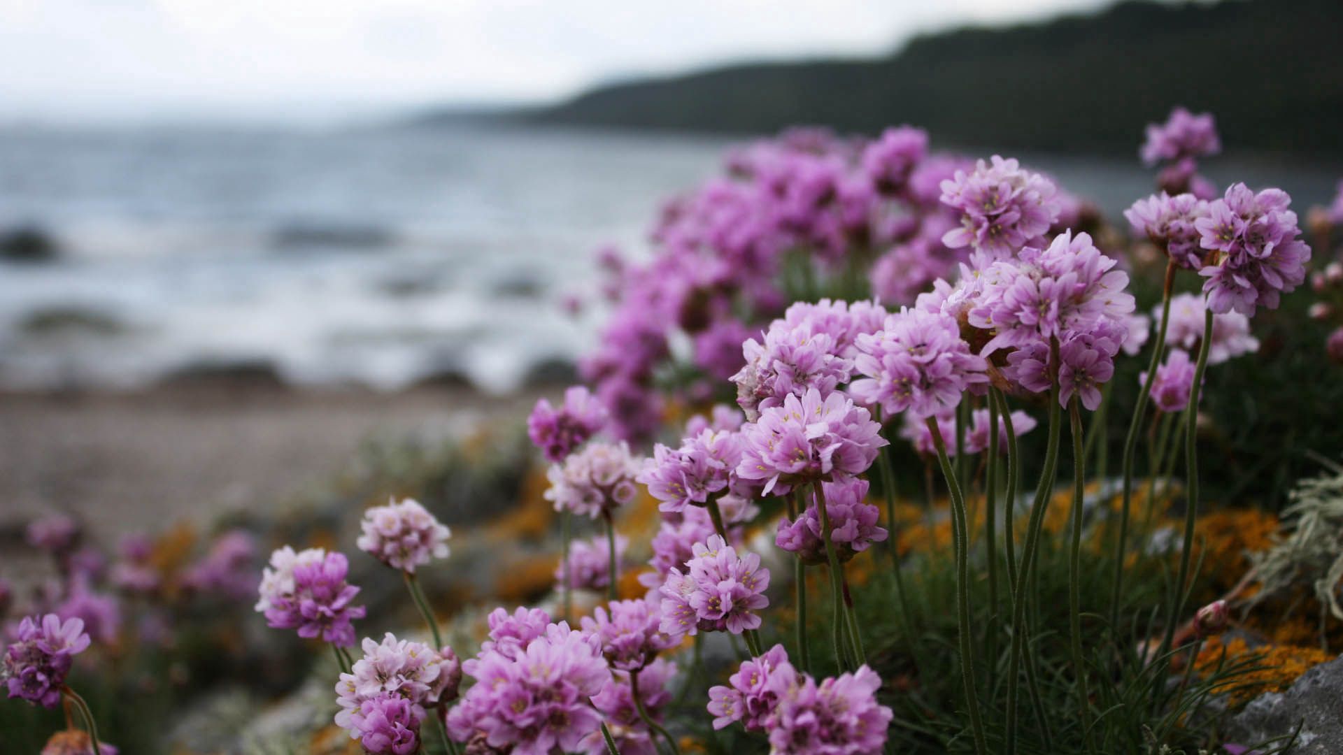 Laden Sie das Blühen, Blumen, Blühenden, Grass, Makro-Bild kostenlos auf Ihren PC-Desktop herunter