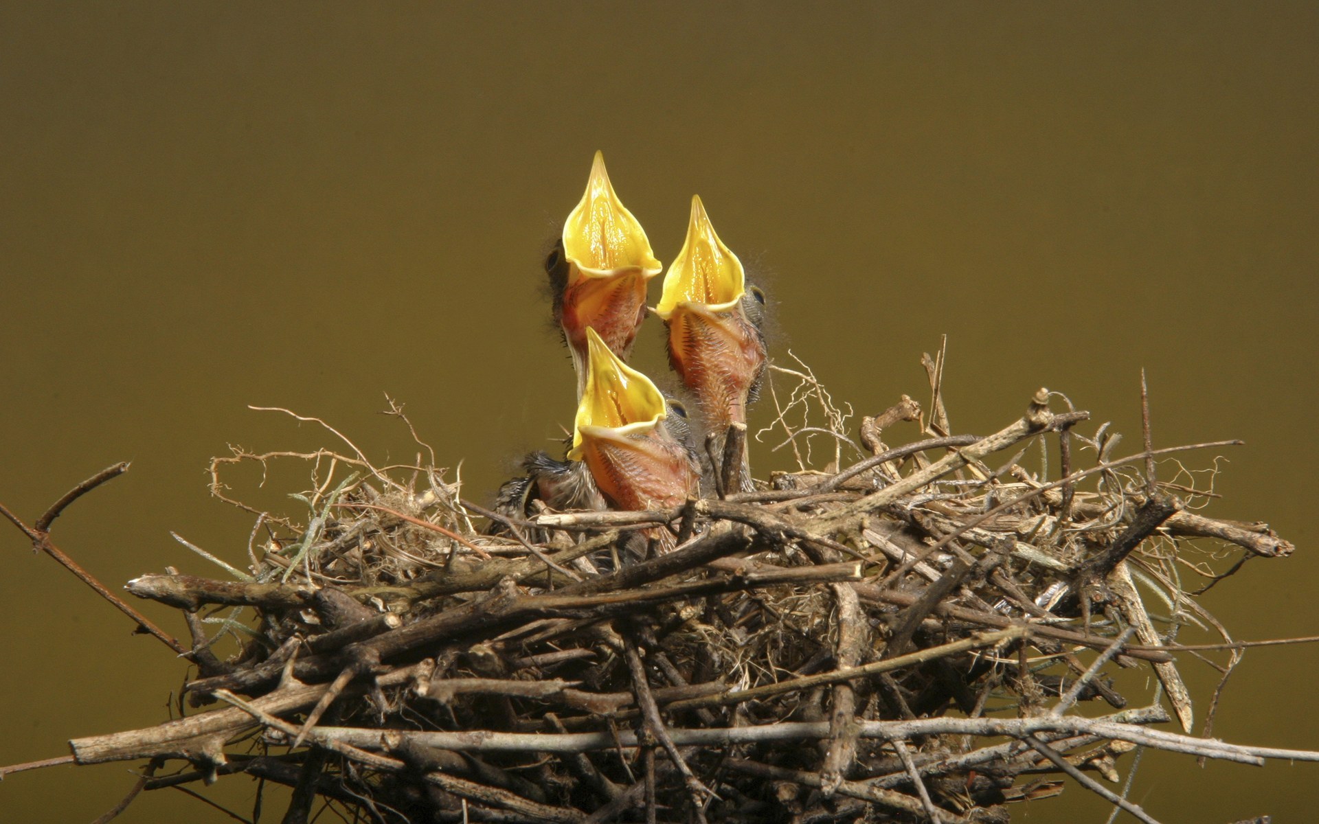 Laden Sie das Vogel, Vögel, Tiere-Bild kostenlos auf Ihren PC-Desktop herunter