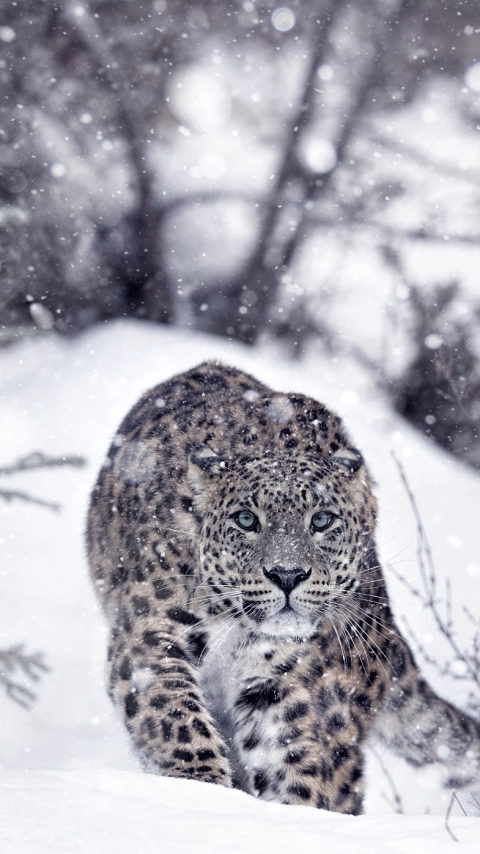Download mobile wallpaper Winter, Cats, Snow Leopard, Snow, Animal, Stare for free.