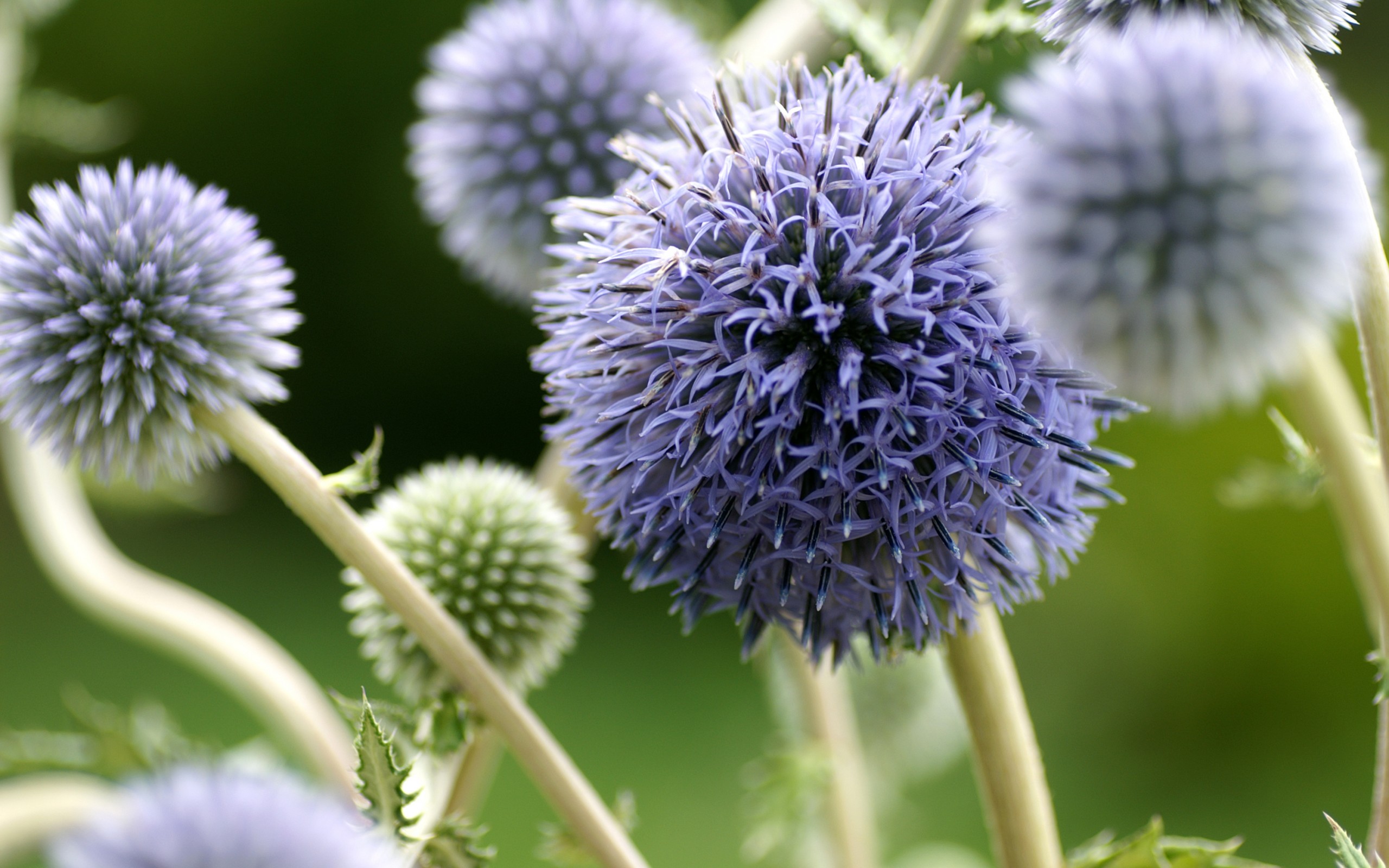 Laden Sie das Blume, Erde/natur-Bild kostenlos auf Ihren PC-Desktop herunter