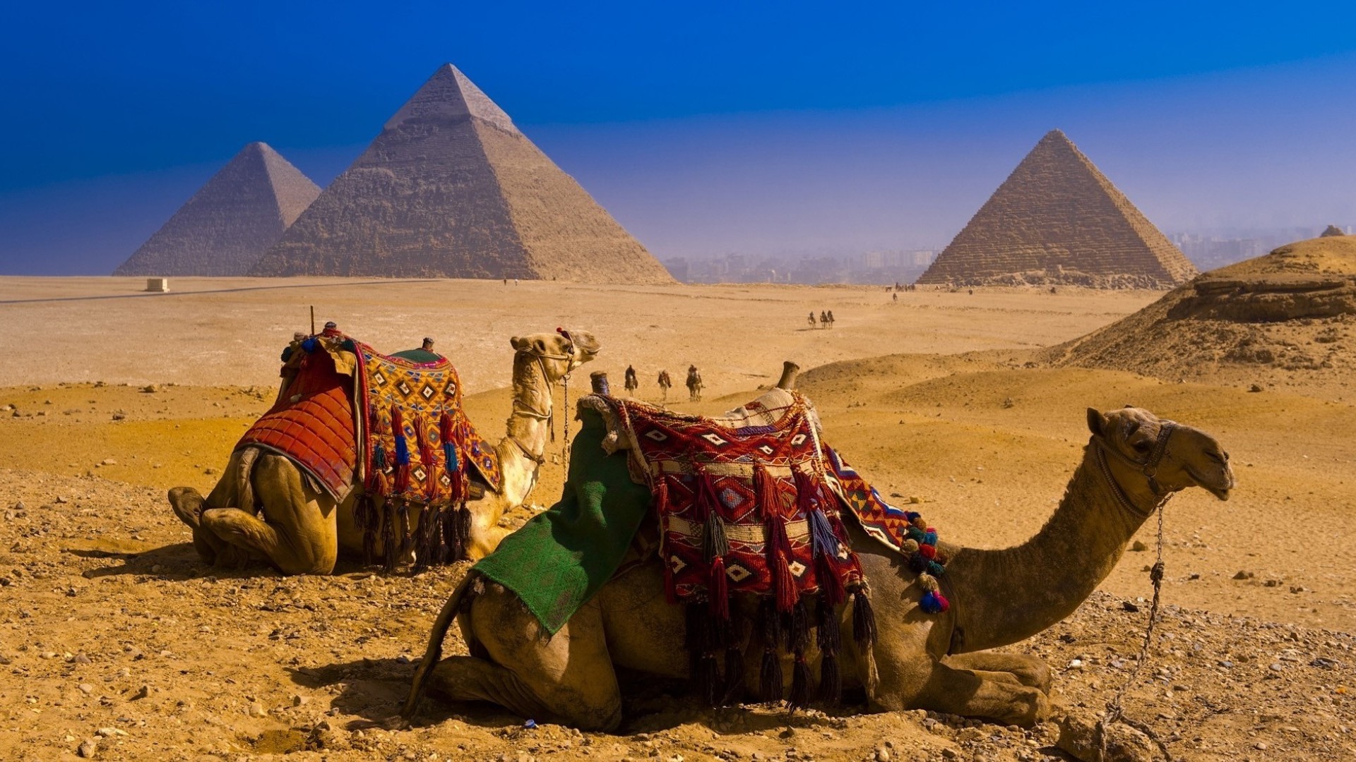 Handy-Wallpaper Tiere, Wüste, Ägypten, Pyramide, Kamel kostenlos herunterladen.