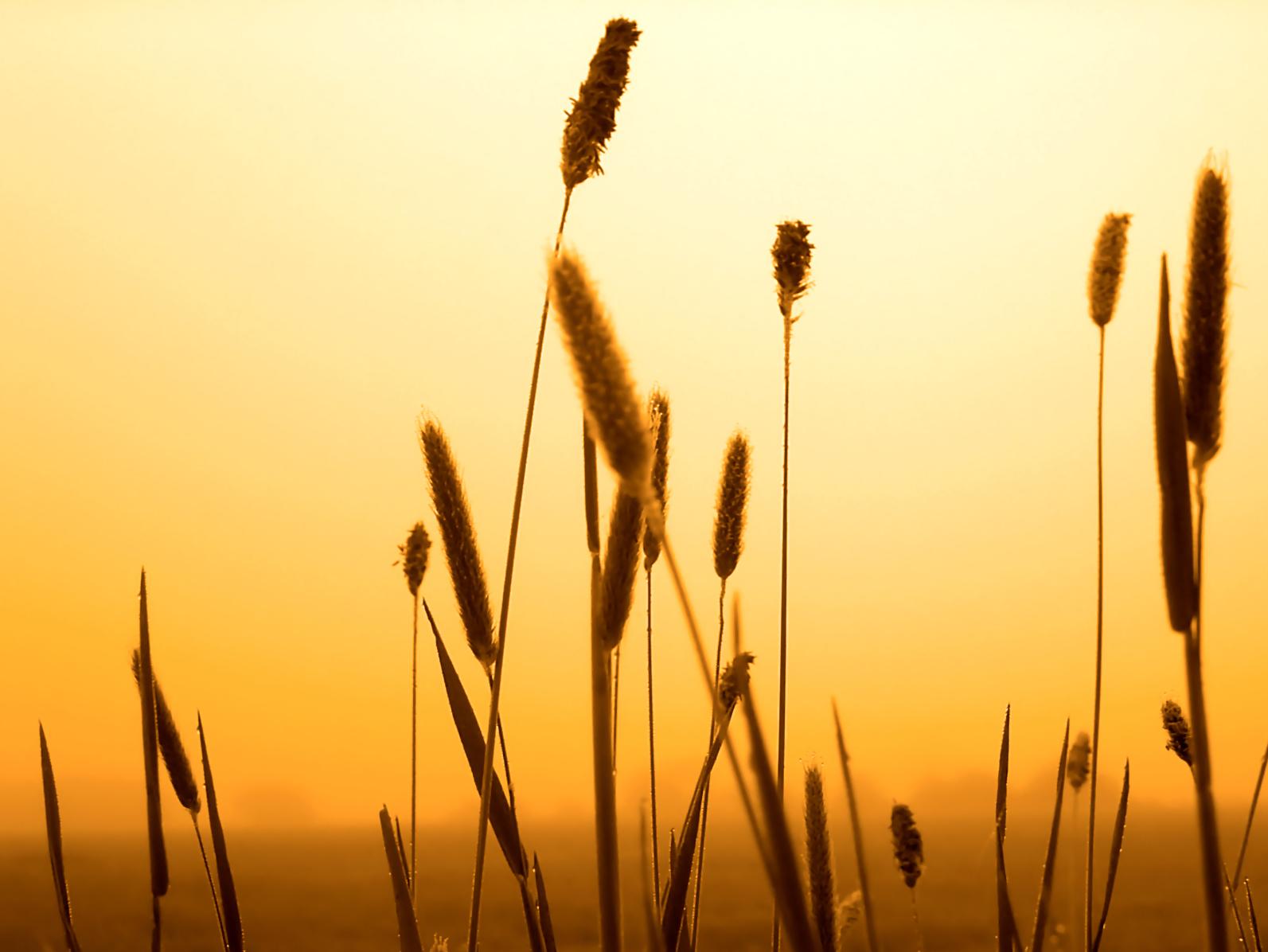 Descarga gratis la imagen Campo, Tierra/naturaleza en el escritorio de tu PC