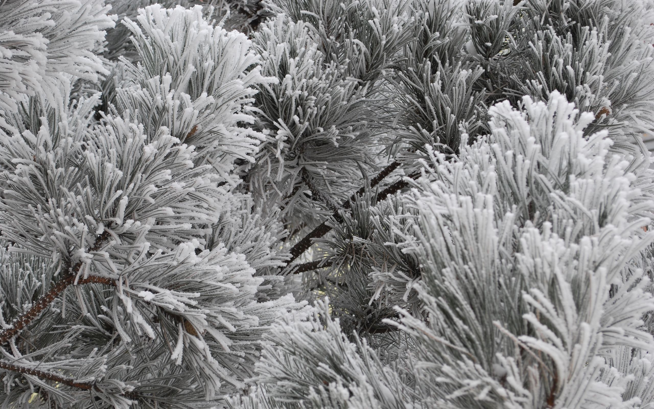 Descarga gratis la imagen Invierno, Planta, Árbol, Blanco Y Negro, Tierra/naturaleza en el escritorio de tu PC