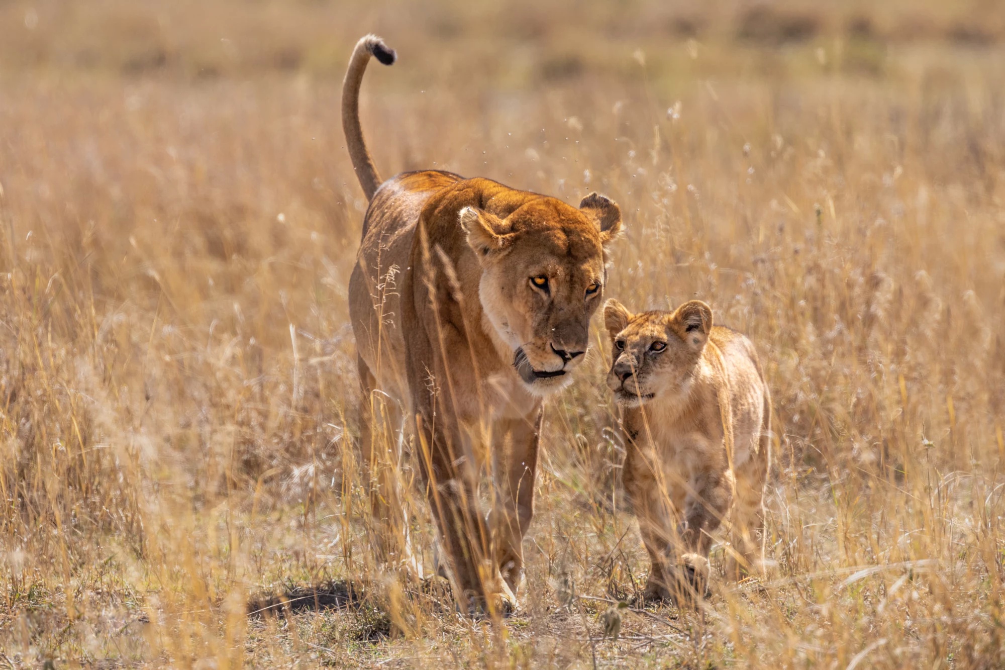 Téléchargez gratuitement l'image Animaux, Chats, Lion, Lionceau, Bébé Animal sur le bureau de votre PC