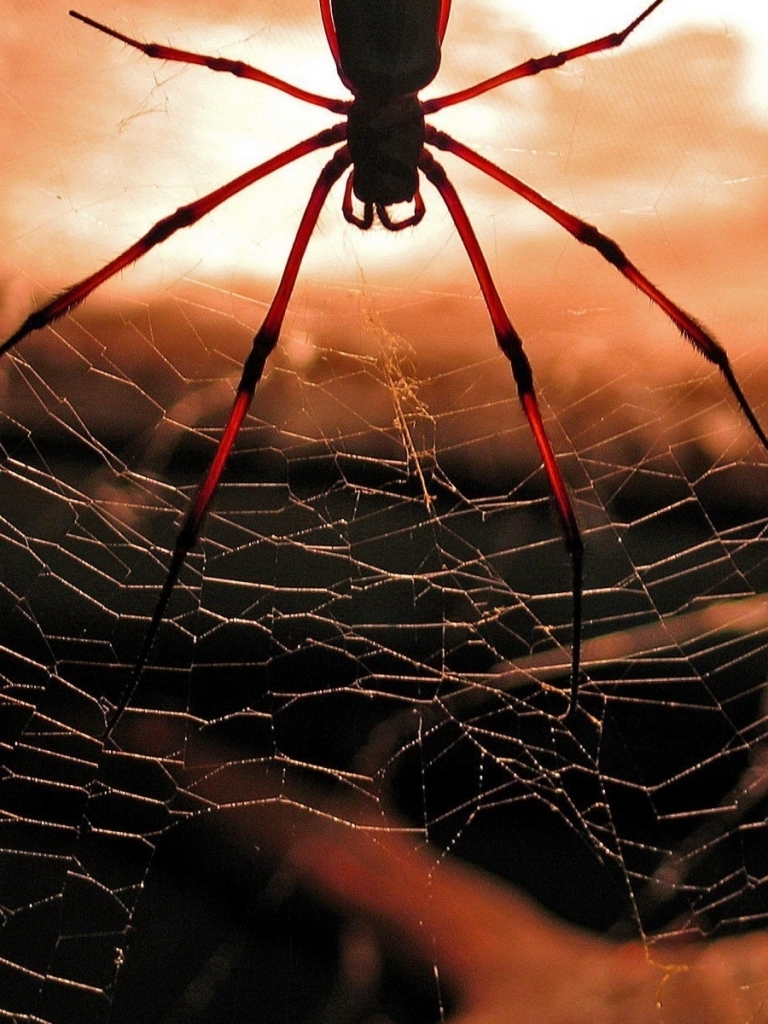 Download mobile wallpaper Spiders, Animal, Spider for free.