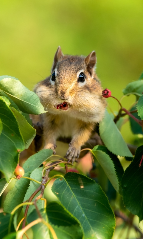 Download mobile wallpaper Animal, Rodent, Chipmunk for free.