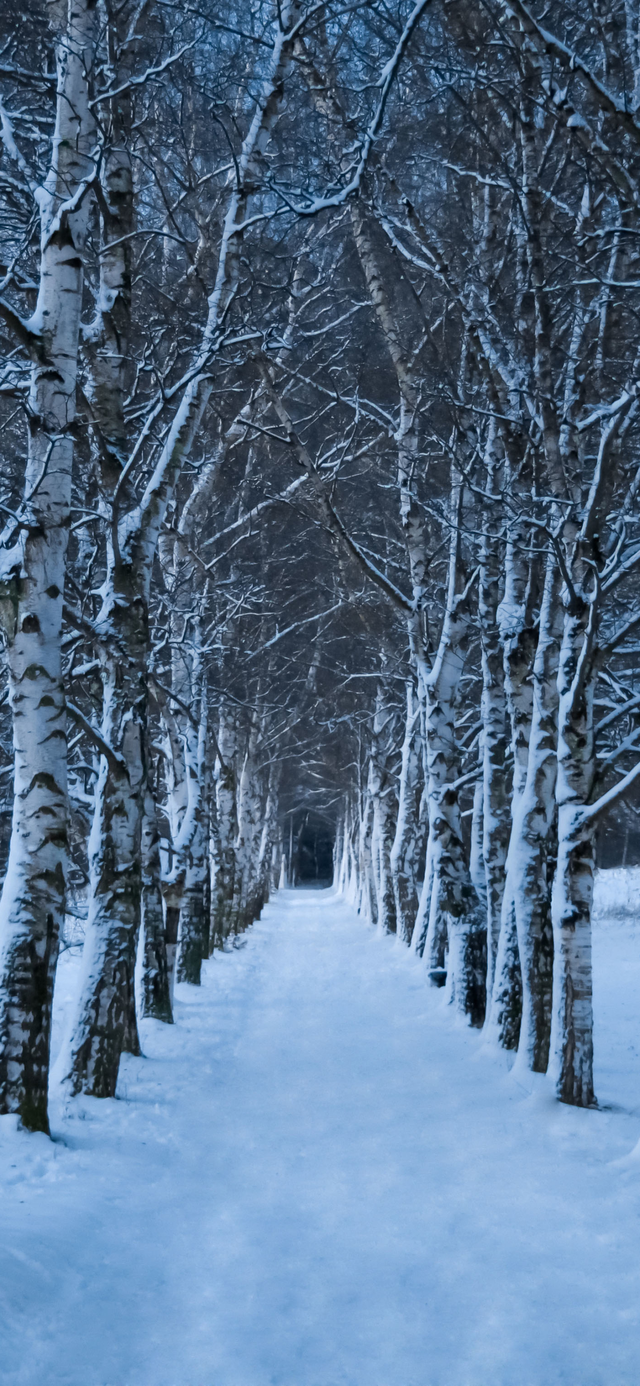 Download mobile wallpaper Winter, Nature, Snow, Forest, Tree, Earth, Path for free.