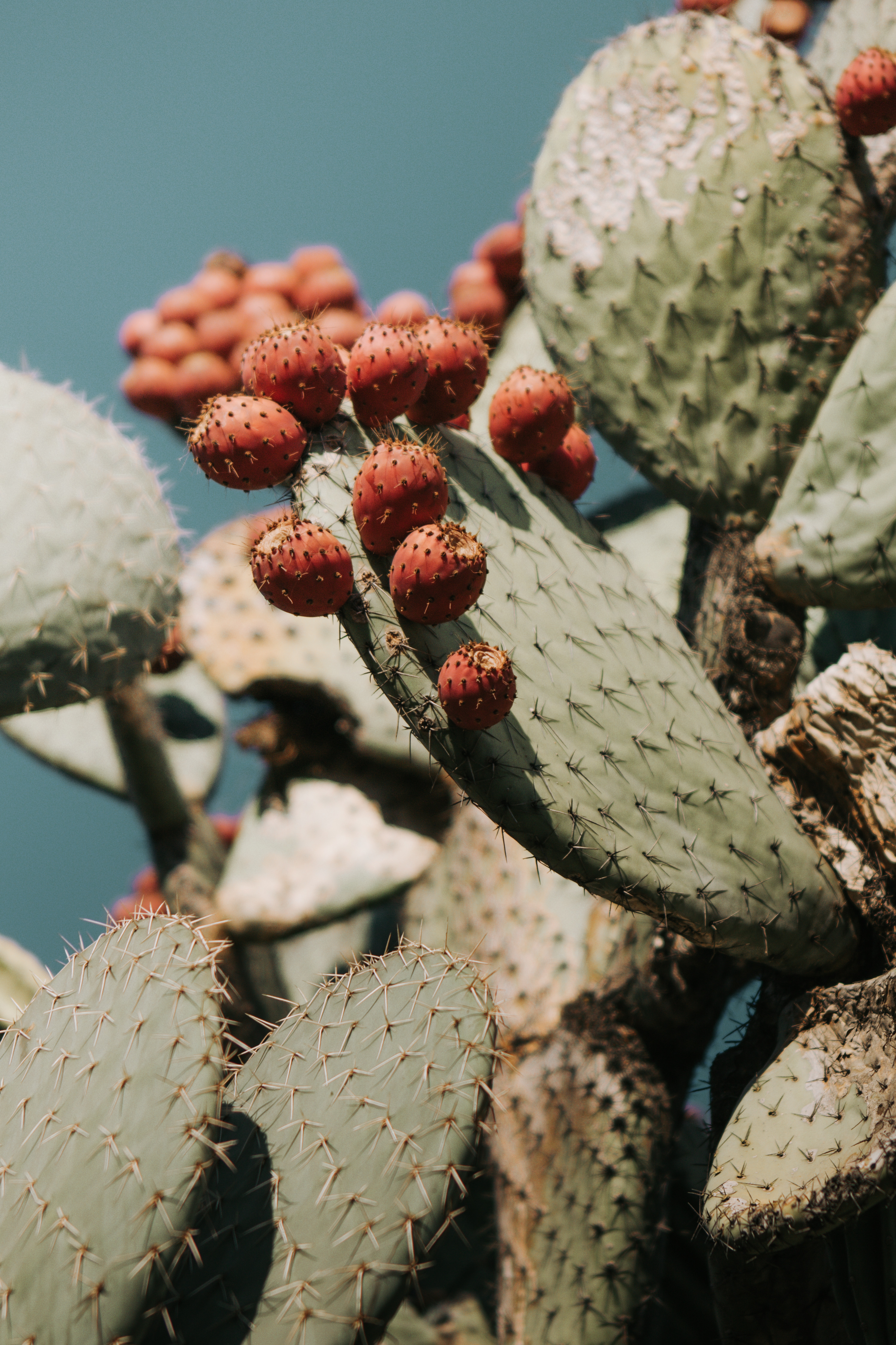 124796 descargar fondo de pantalla cactus, flores, planta, mordaz, espinoso, cacto, suculento: protectores de pantalla e imágenes gratis