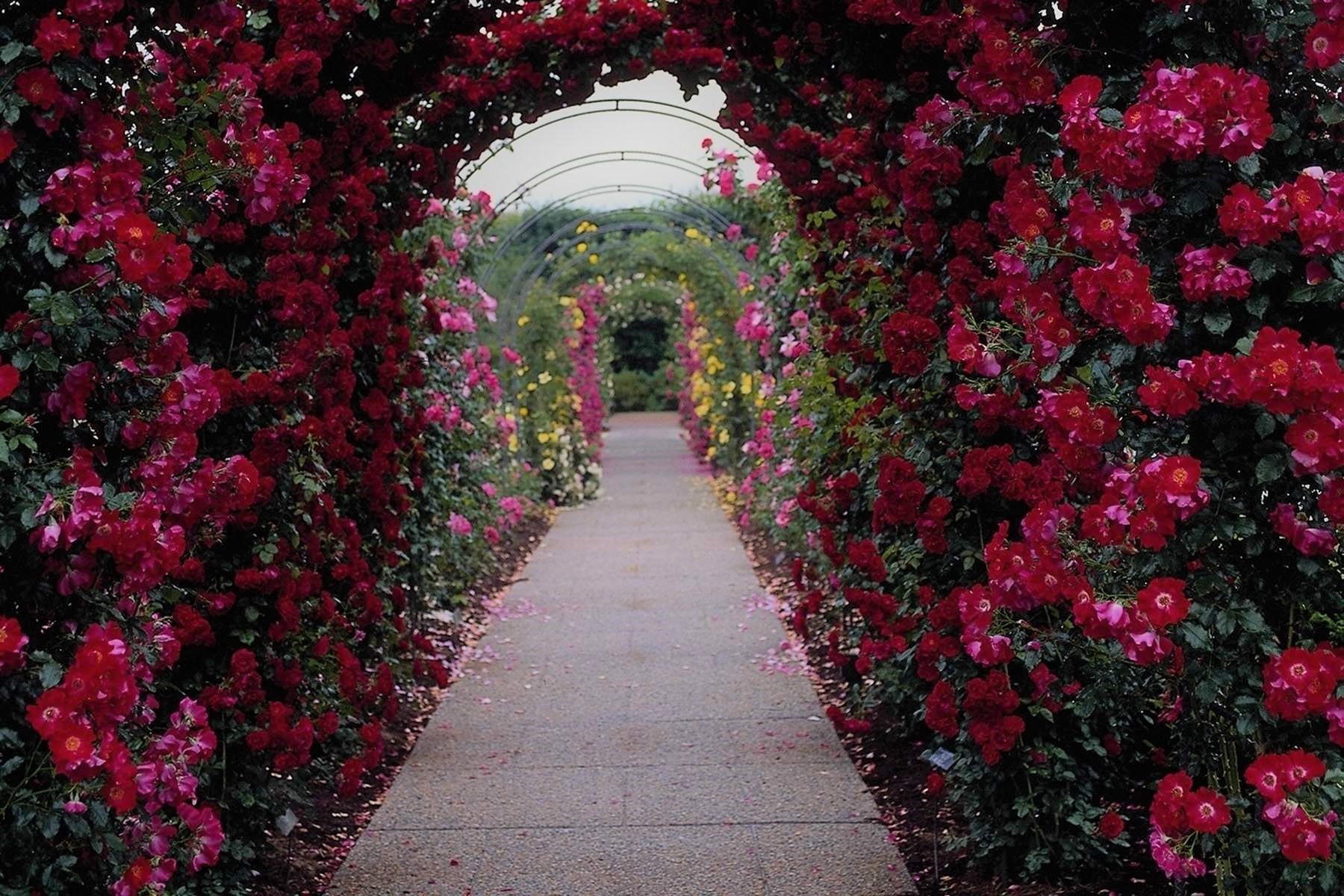 arch, man made, garden, flower, pink flower, rose