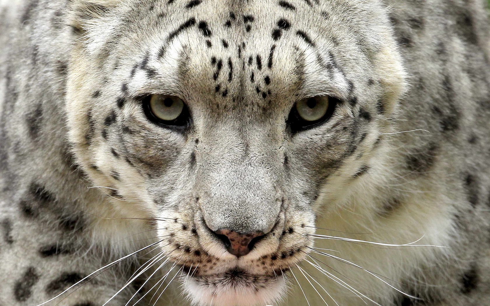 Descarga gratuita de fondo de pantalla para móvil de Animales, Gatos, Leopardo De Las Nieves.