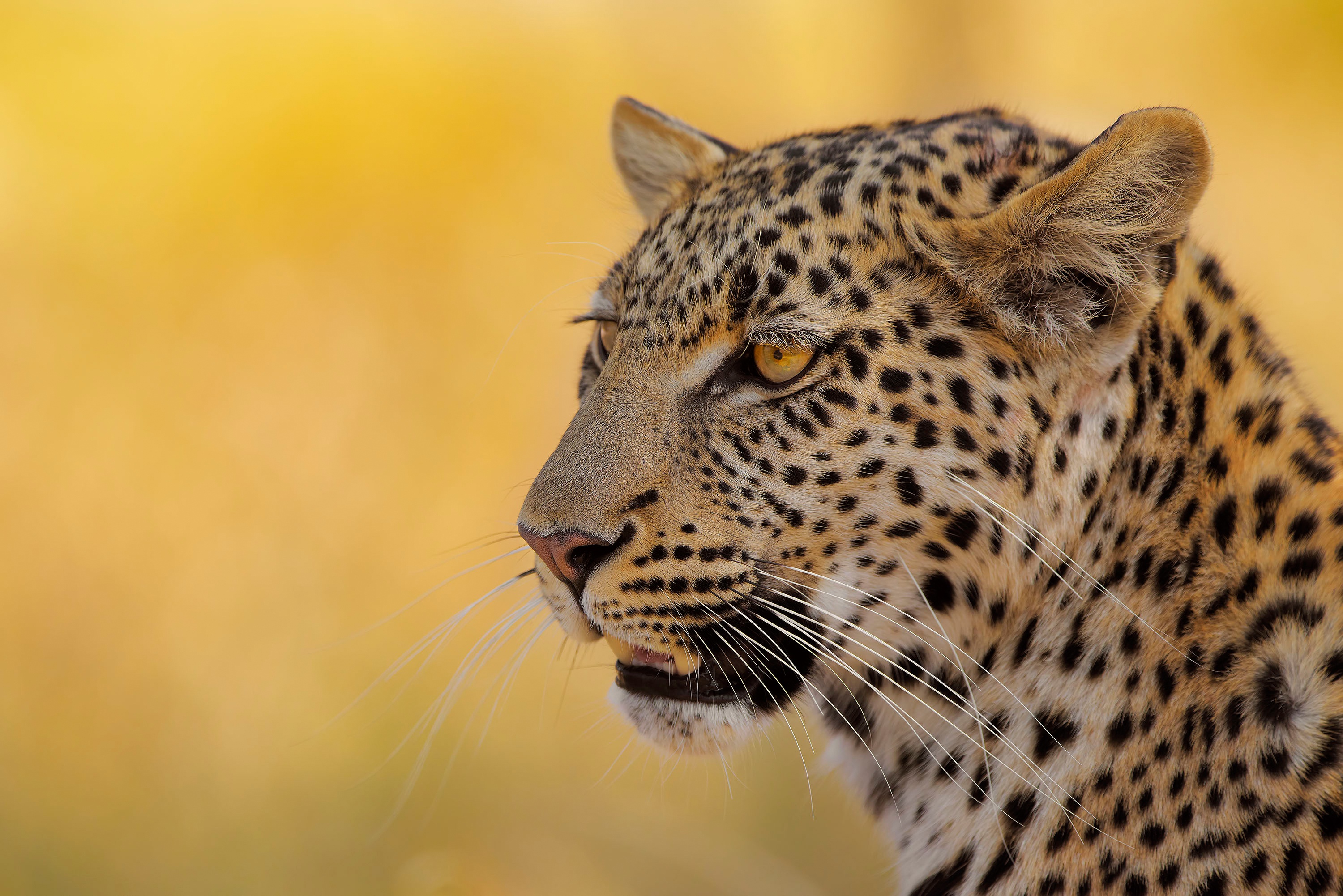 Descarga gratuita de fondo de pantalla para móvil de Animales, Gatos, Leopardo.