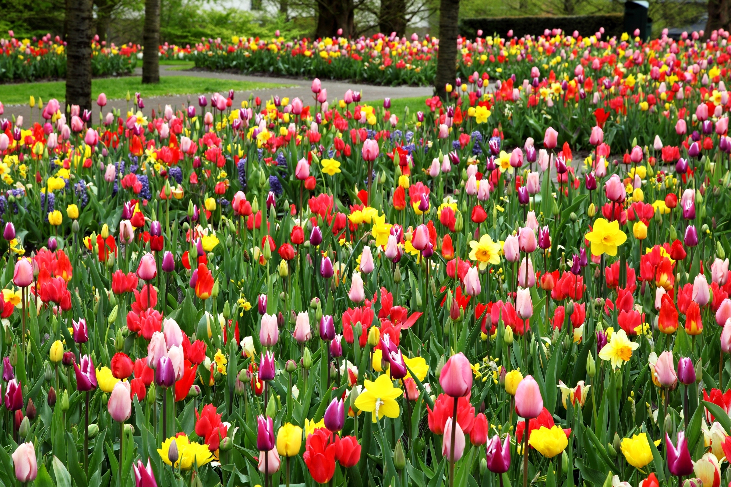 Free download wallpaper Tulip, Flowers, Flower, Earth on your PC desktop