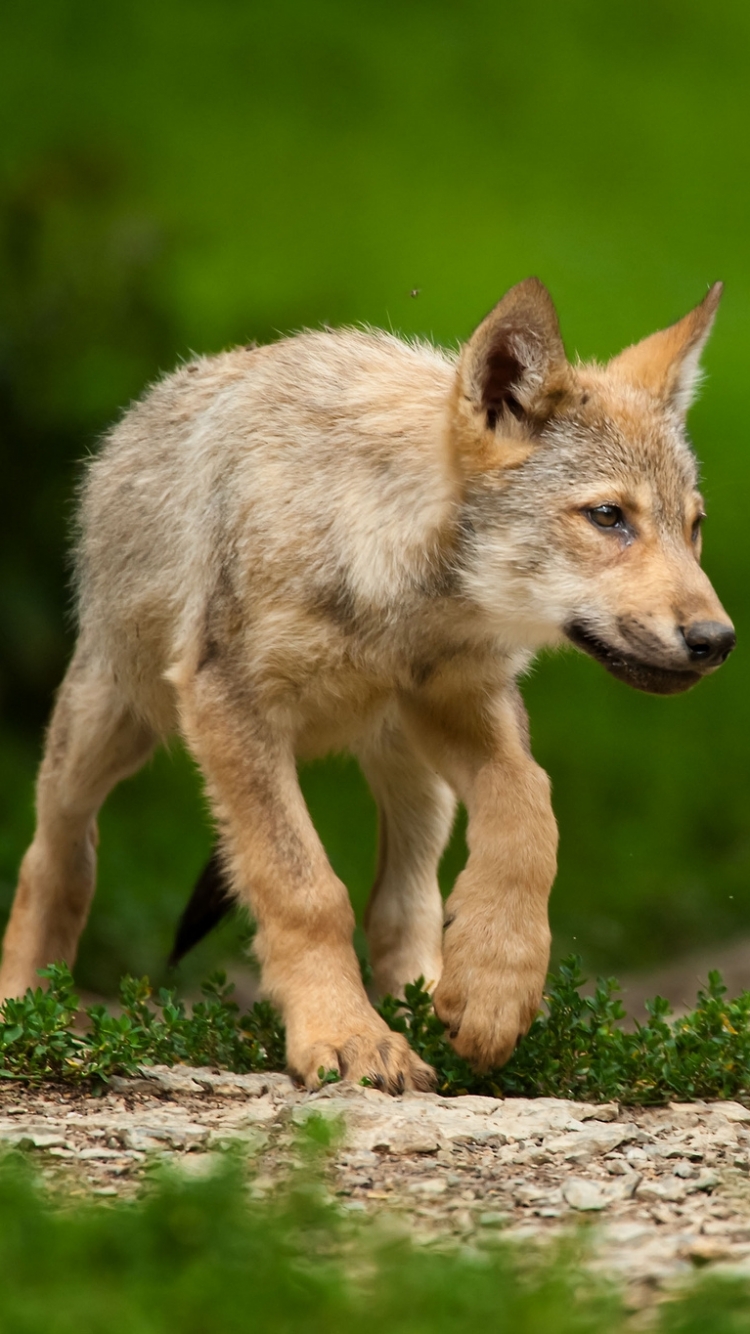 Descarga gratuita de fondo de pantalla para móvil de Animales, Lobo, Wolves.