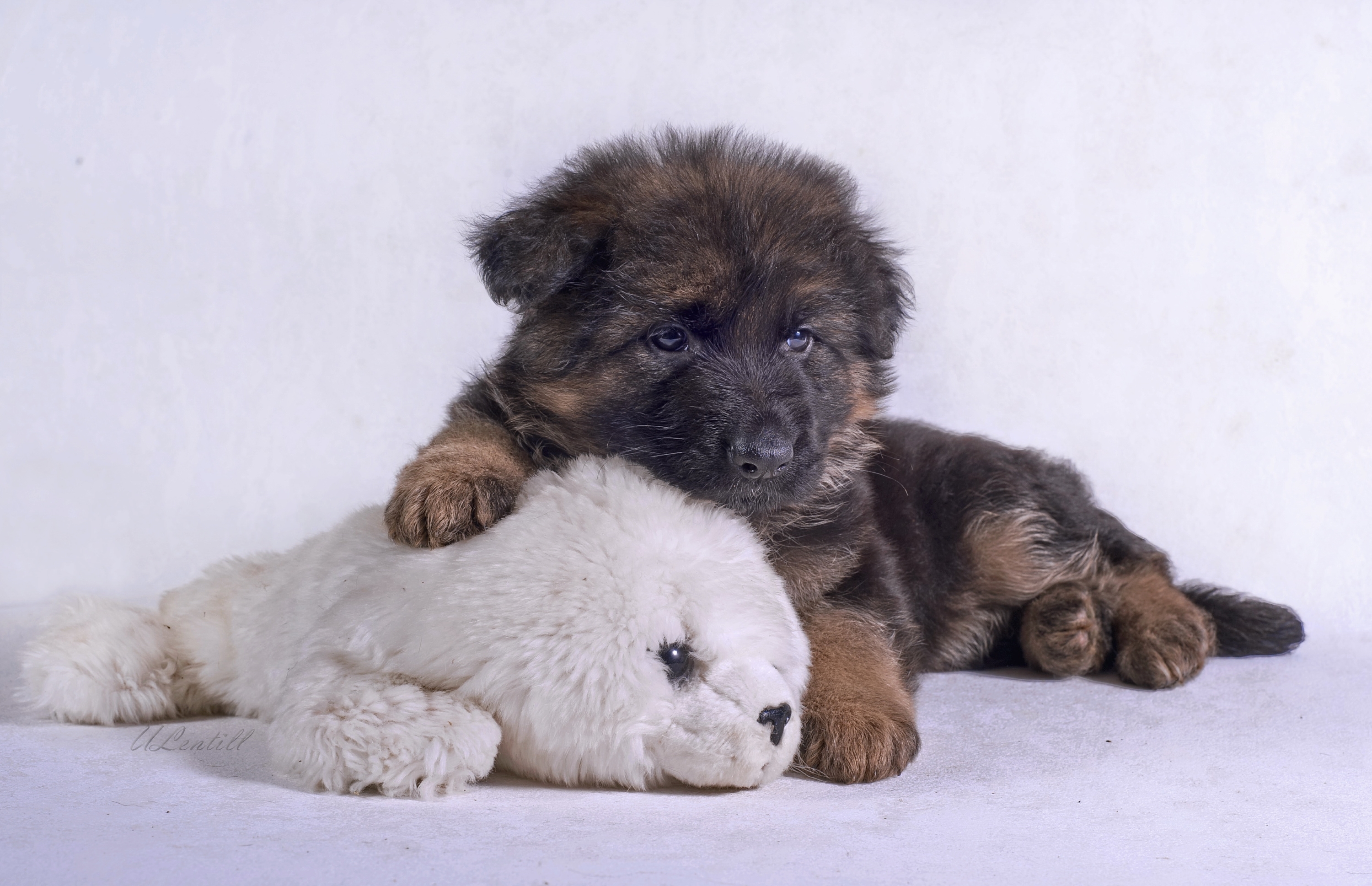 Download mobile wallpaper Dogs, Dog, Animal, Puppy, German Shepherd, Baby Animal, Stuffed Animal for free.