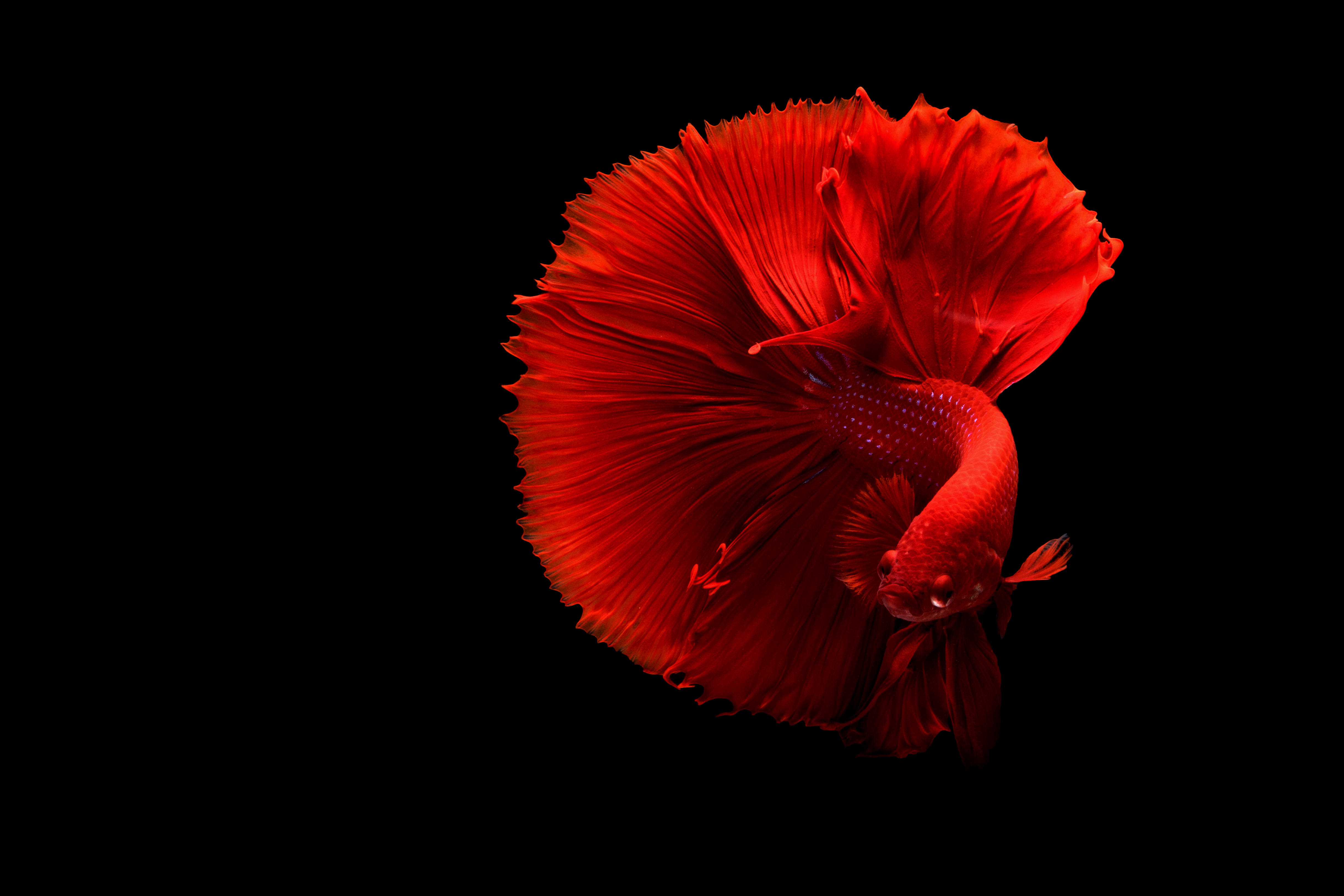 animals, red, fish, tail desktop HD wallpaper