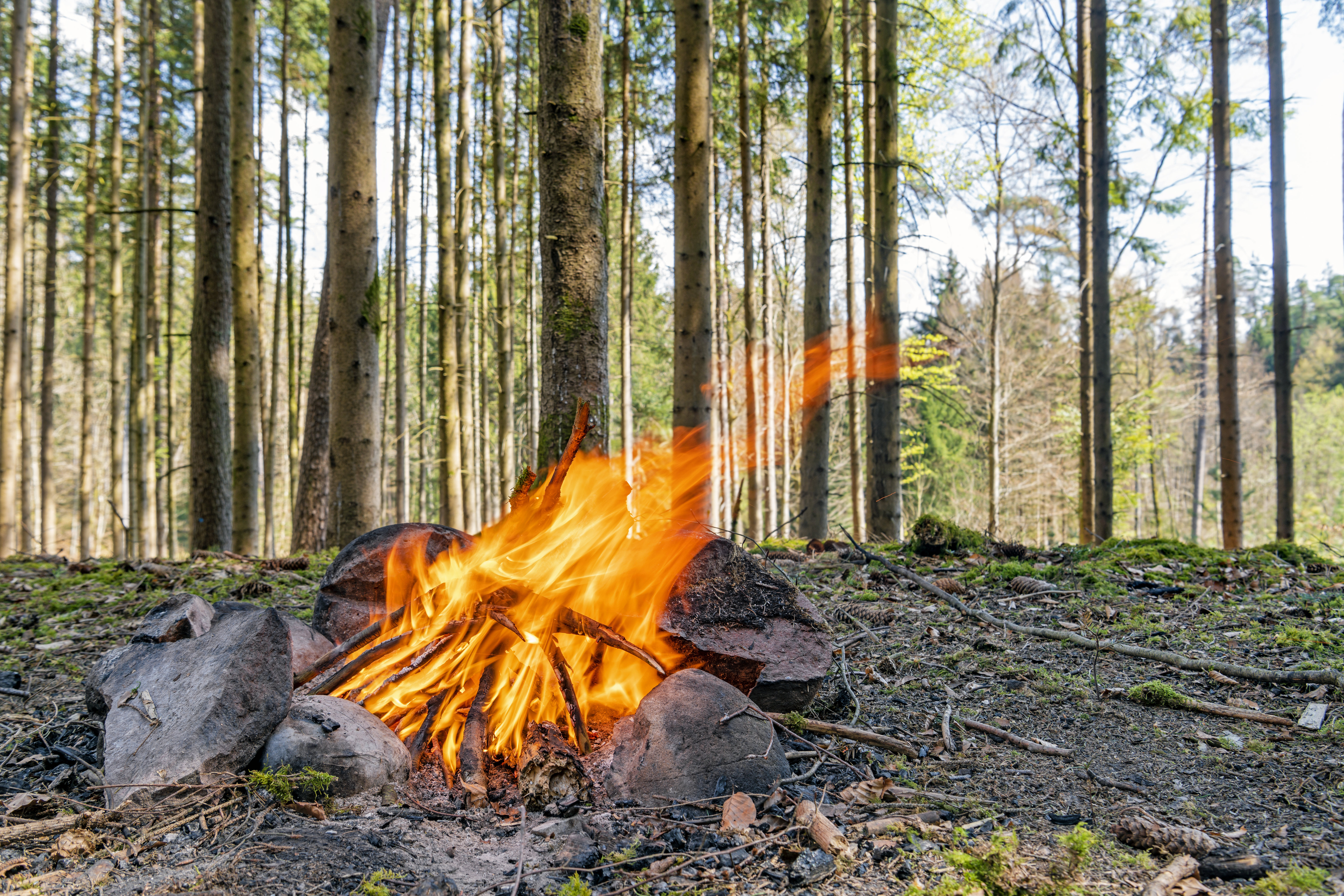 bonfire, trees, flame, miscellanea, miscellaneous, forest, firewood, camping, campsite