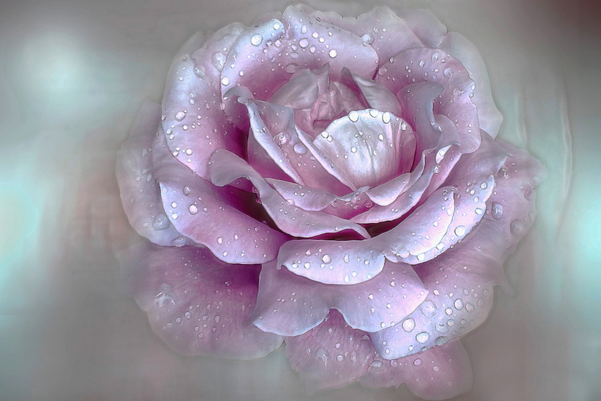 無料モバイル壁紙フラワーズ, 花, 薔薇, 地球, 水滴, ピンクの花をダウンロードします。
