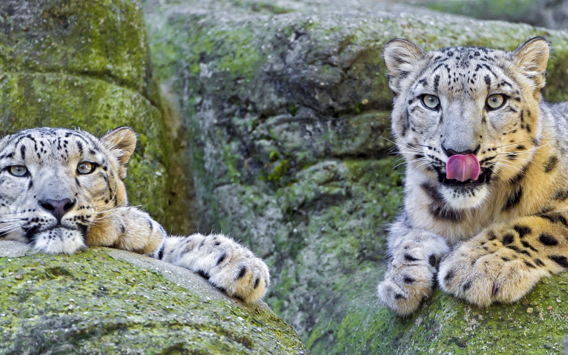 Baixe gratuitamente a imagem Leopardo Das Neves, Gatos, Animais na área de trabalho do seu PC