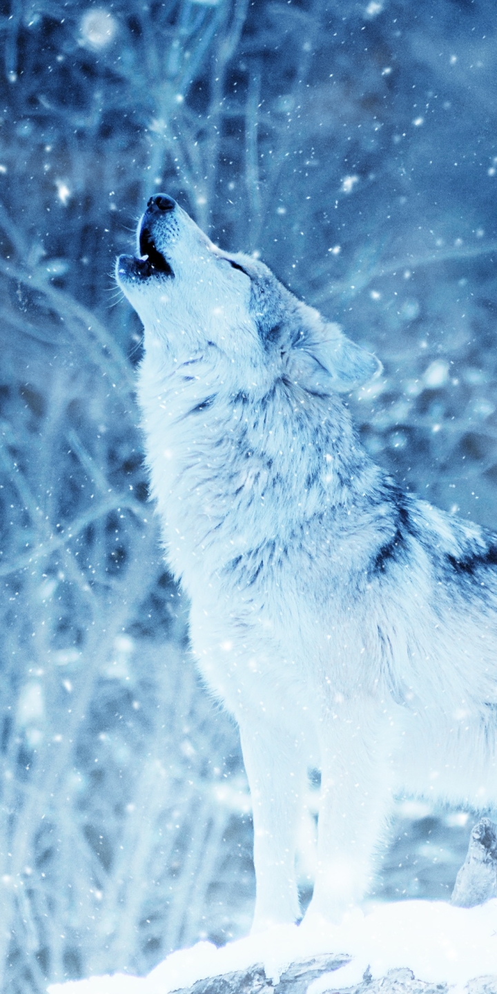 Download mobile wallpaper Winter, Wolf, Animal, Snowfall, Howling, Wolves for free.