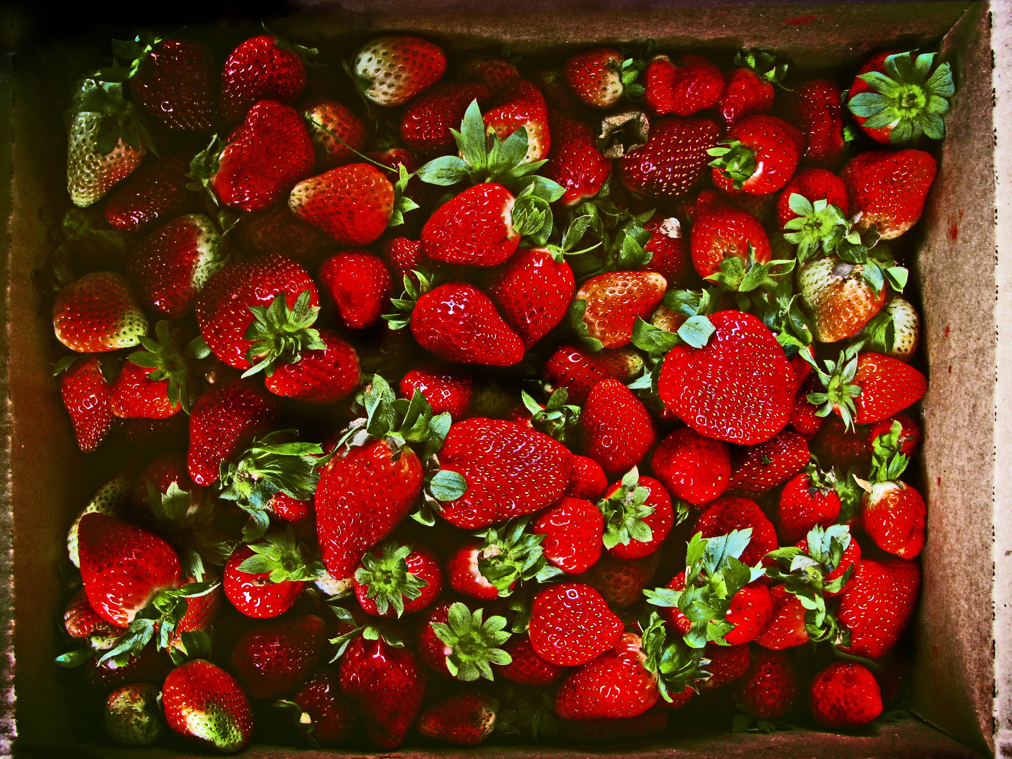 ripe, food, strawberry, berries, juicy HD wallpaper