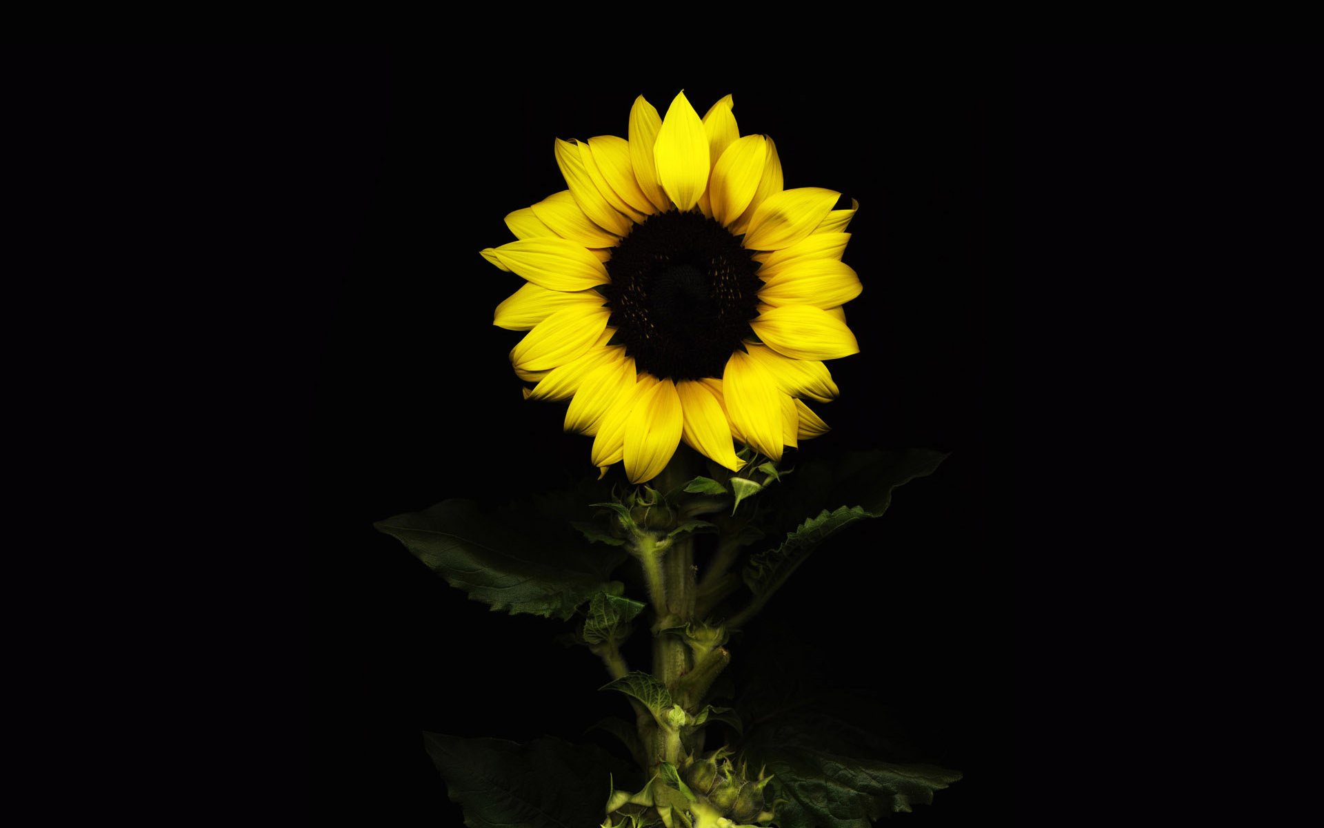Laden Sie das Blumen, Blume, Sonnenblume, Erde/natur-Bild kostenlos auf Ihren PC-Desktop herunter