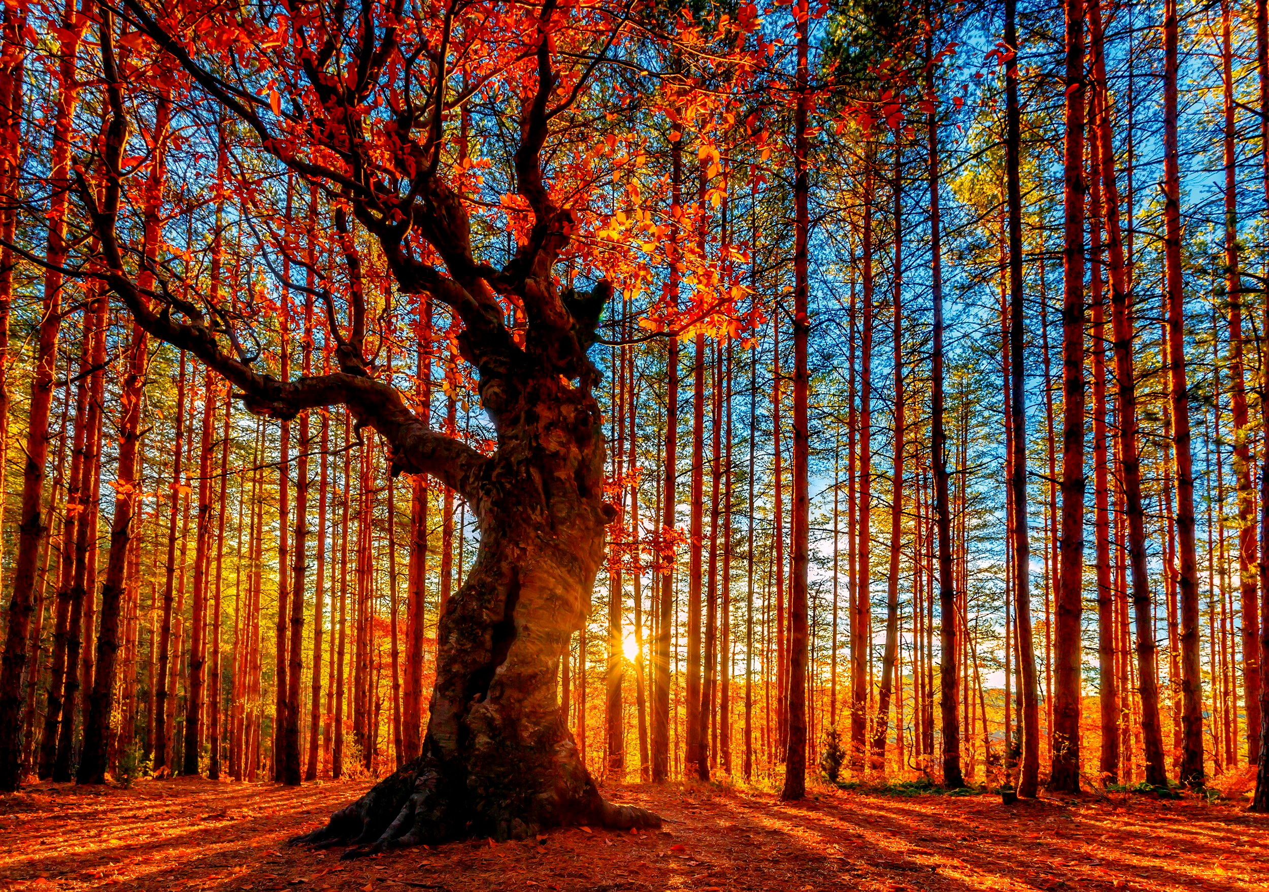 318087 baixar papel de parede árvores, terra/natureza, árvore - protetores de tela e imagens gratuitamente