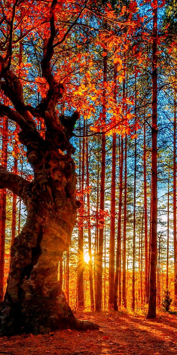 Fondo de pantalla para celular de Árboles, Tierra/naturaleza, Árbol ...