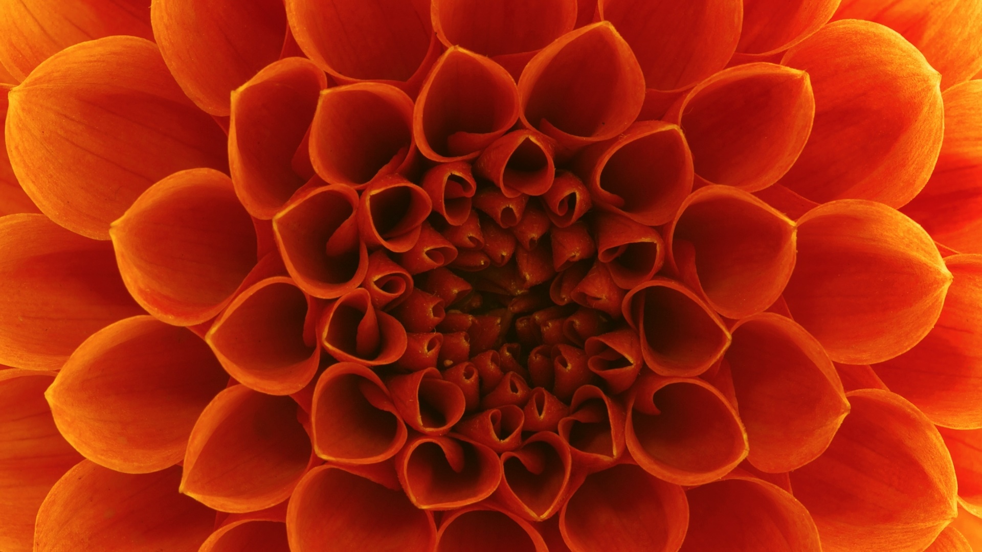 Download mobile wallpaper Flowers, Flower, Close Up, Earth, Dahlia, Orange Flower for free.