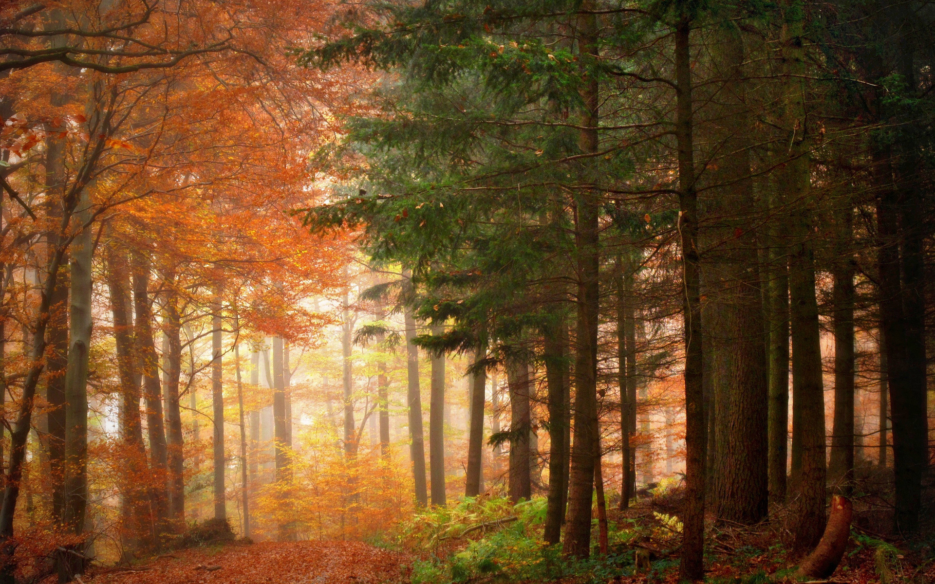 Laden Sie das Wald, Erde/natur-Bild kostenlos auf Ihren PC-Desktop herunter