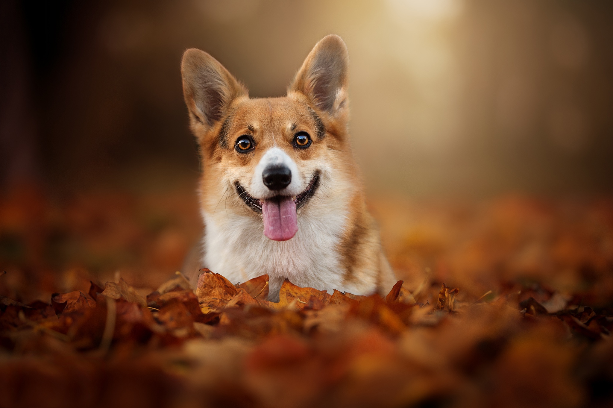 Download mobile wallpaper Dogs, Dog, Leaf, Fall, Animal, Corgi, Depth Of Field for free.