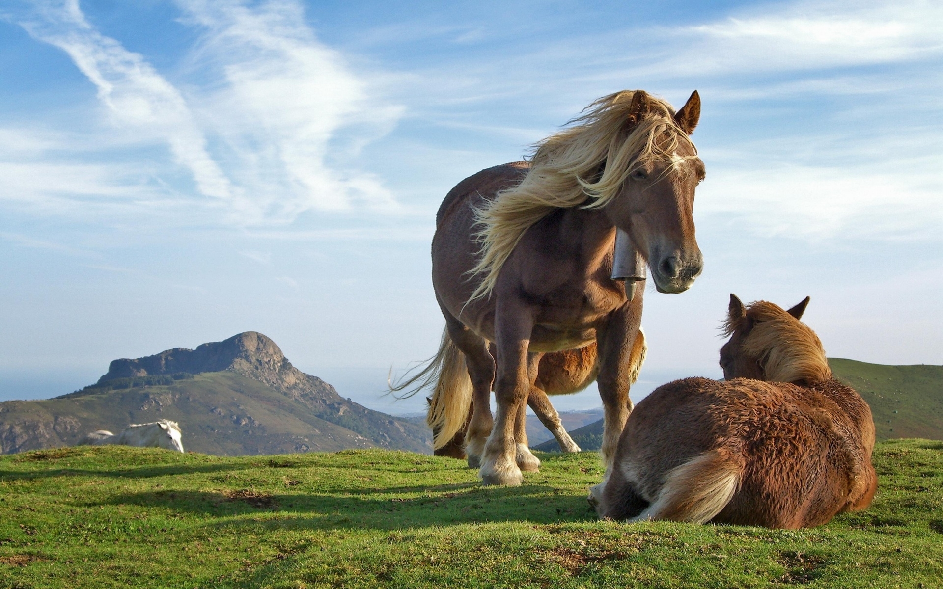 animals, horses Desktop Wallpaper