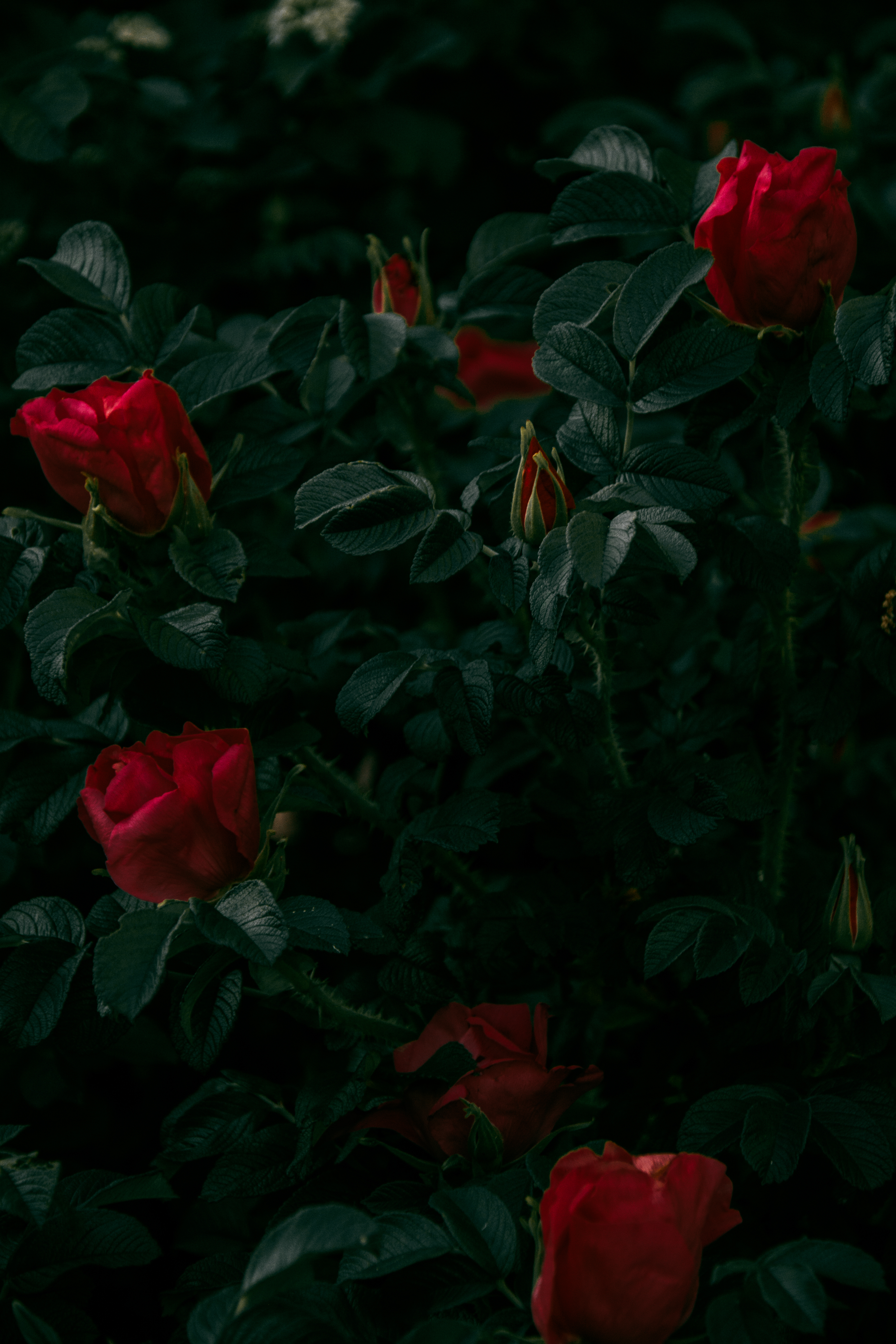 Скачать картинку Растение, Красный, Куст, Цветы, Розы в телефон бесплатно.