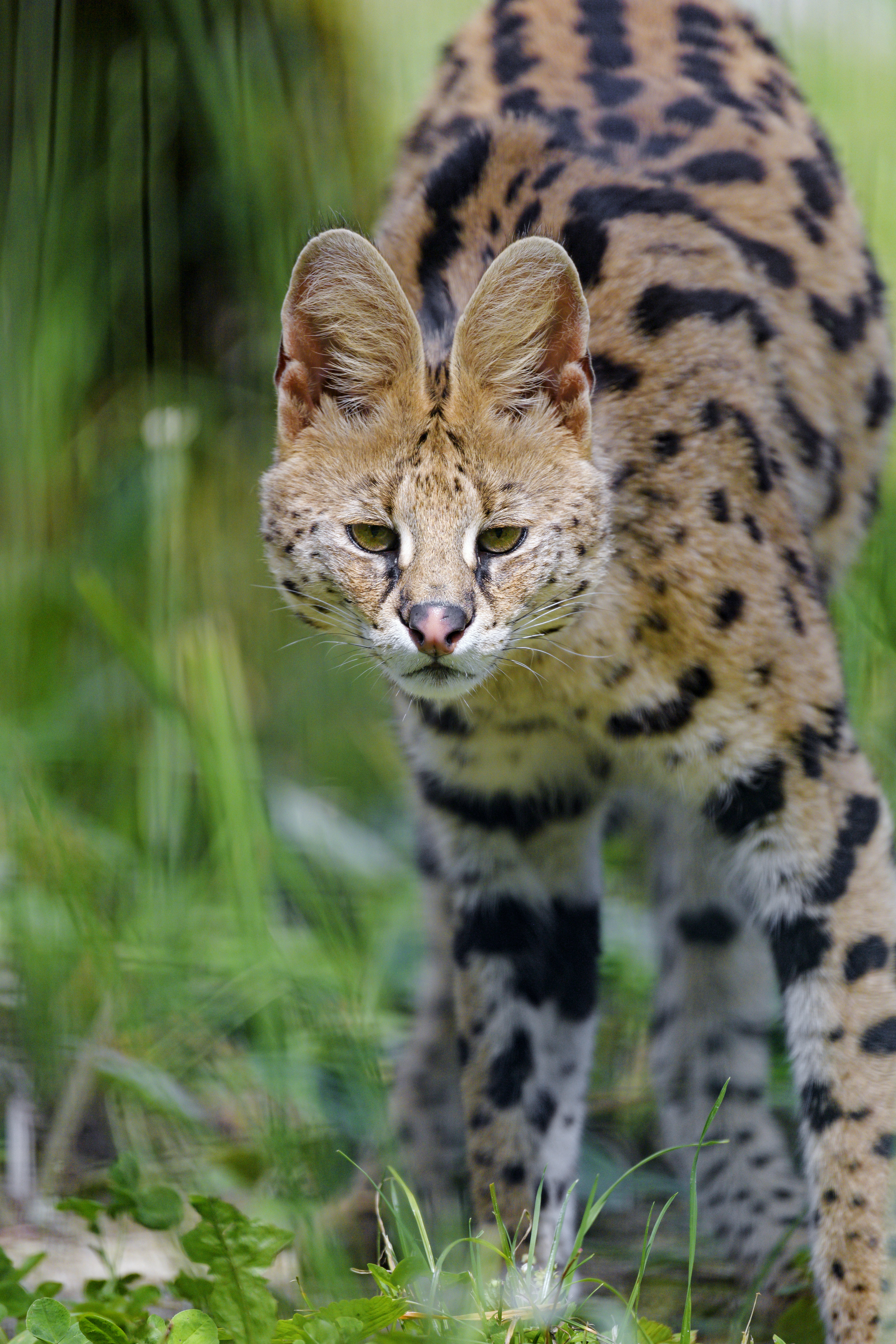 collection of best Wild Cat HD wallpaper