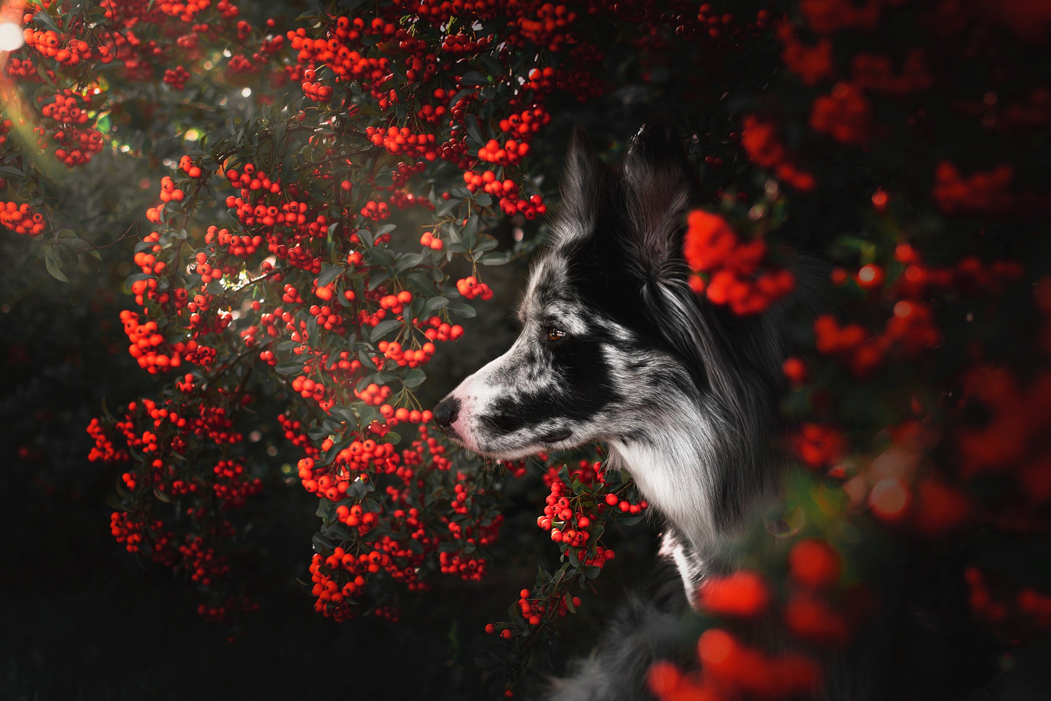 Handy-Wallpaper Tiere, Hunde, Hund, Frucht, Border Collie kostenlos herunterladen.