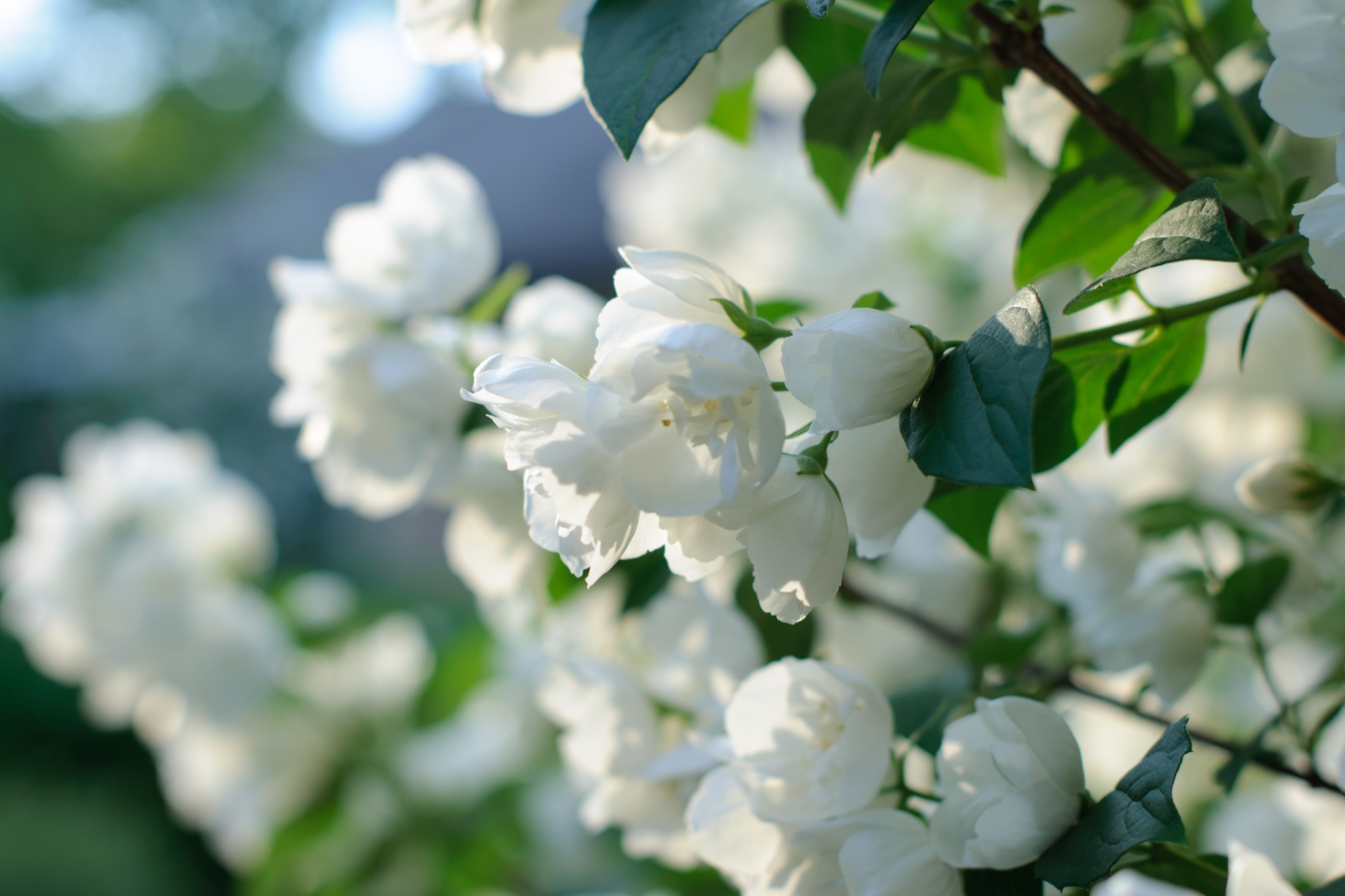 PCデスクトップに自然, フラワーズ, 花, 地球, 春, 白い花画像を無料でダウンロード