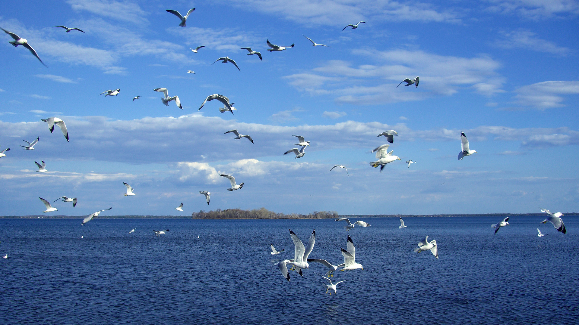 birds, seagulls, animals, blue